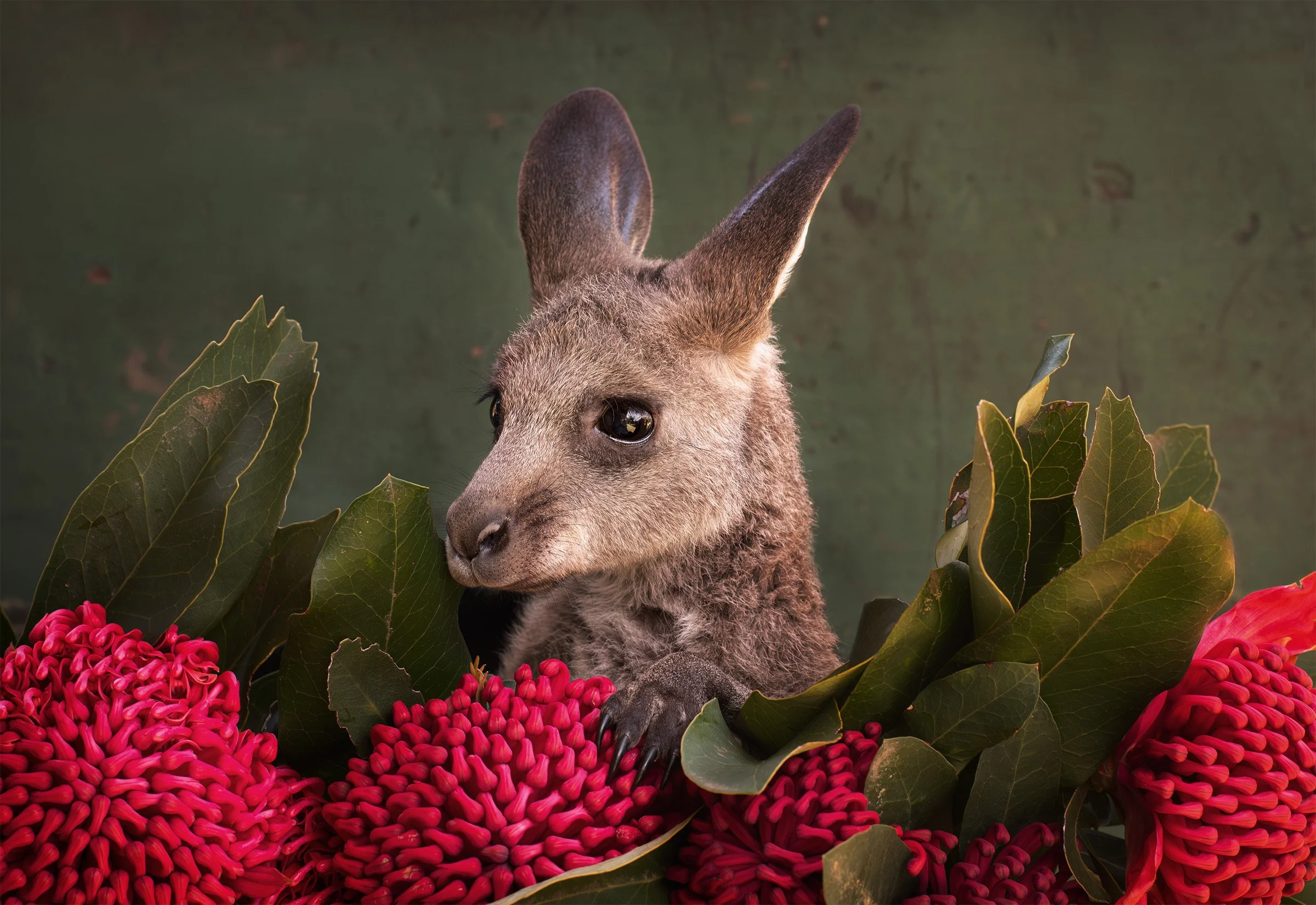 Eastern grey kangaroo joey surrounded by red waratah flowers