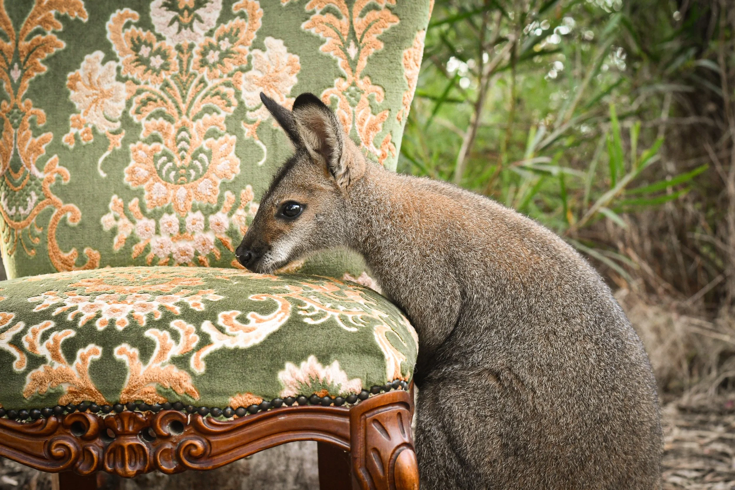 A Red-Necked Wallaby resting its head and body on an ornate green and orange upholstered chair outdoors, with plants in the background.