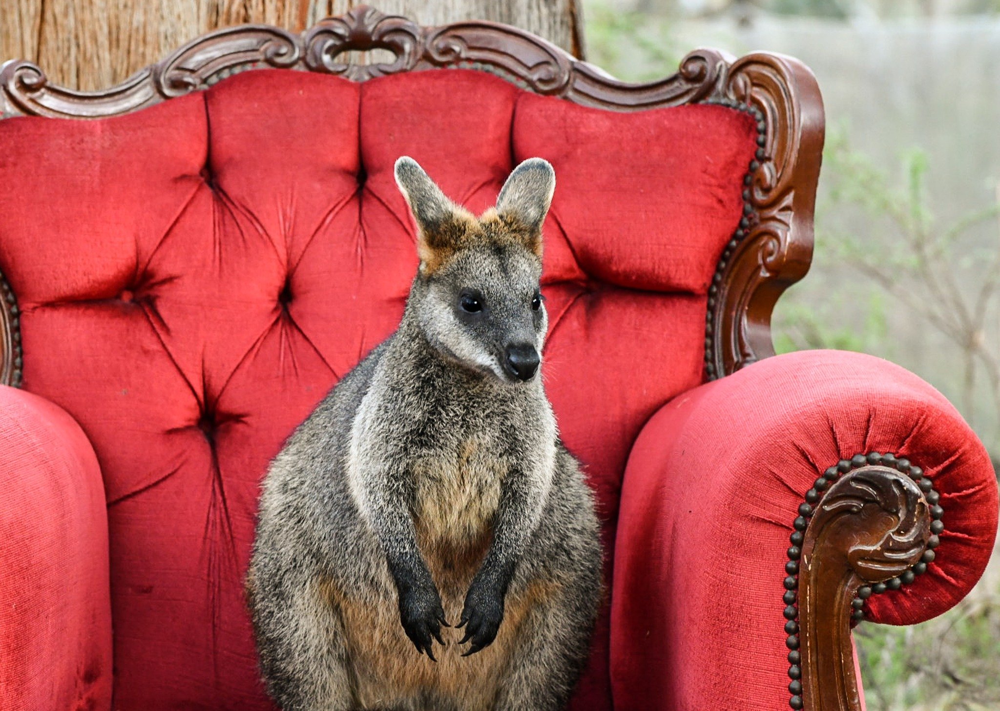 A small Swamp Wallalby sitting on a red upholstered vintage chair with carved wooden details, outdoors with blurred green background.