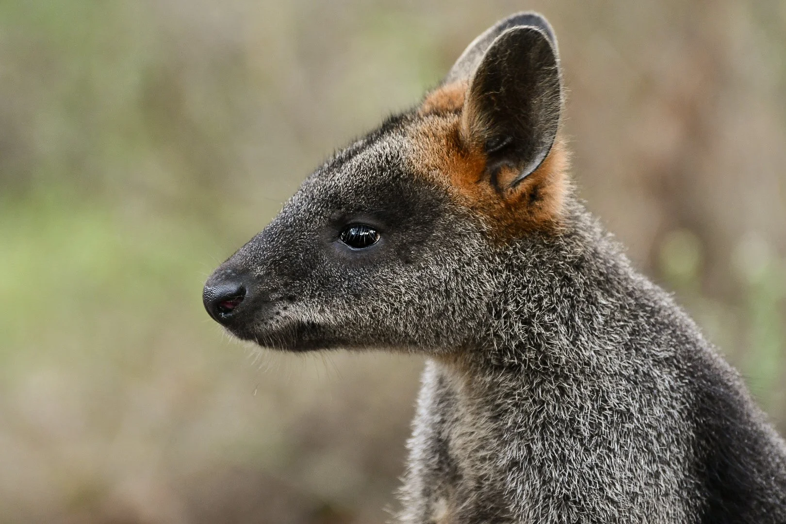 Close-up of Swamp Wallaby with gray fur and black nose, looking to the left, with a blurred natural background.