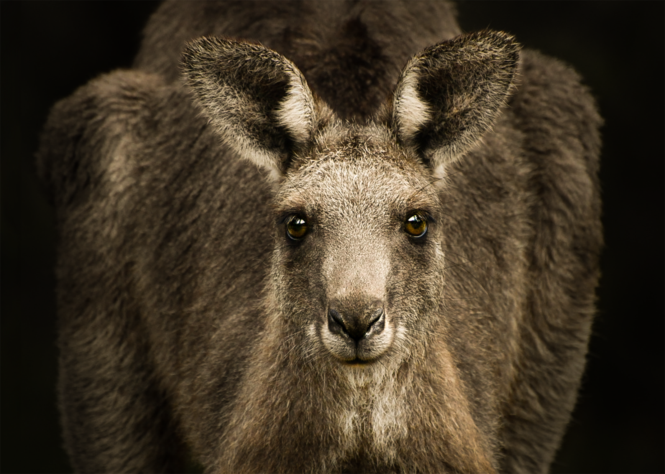 Australian wildlife portrait photographed as part of the In the Shadows photography project by Teangi Chambers