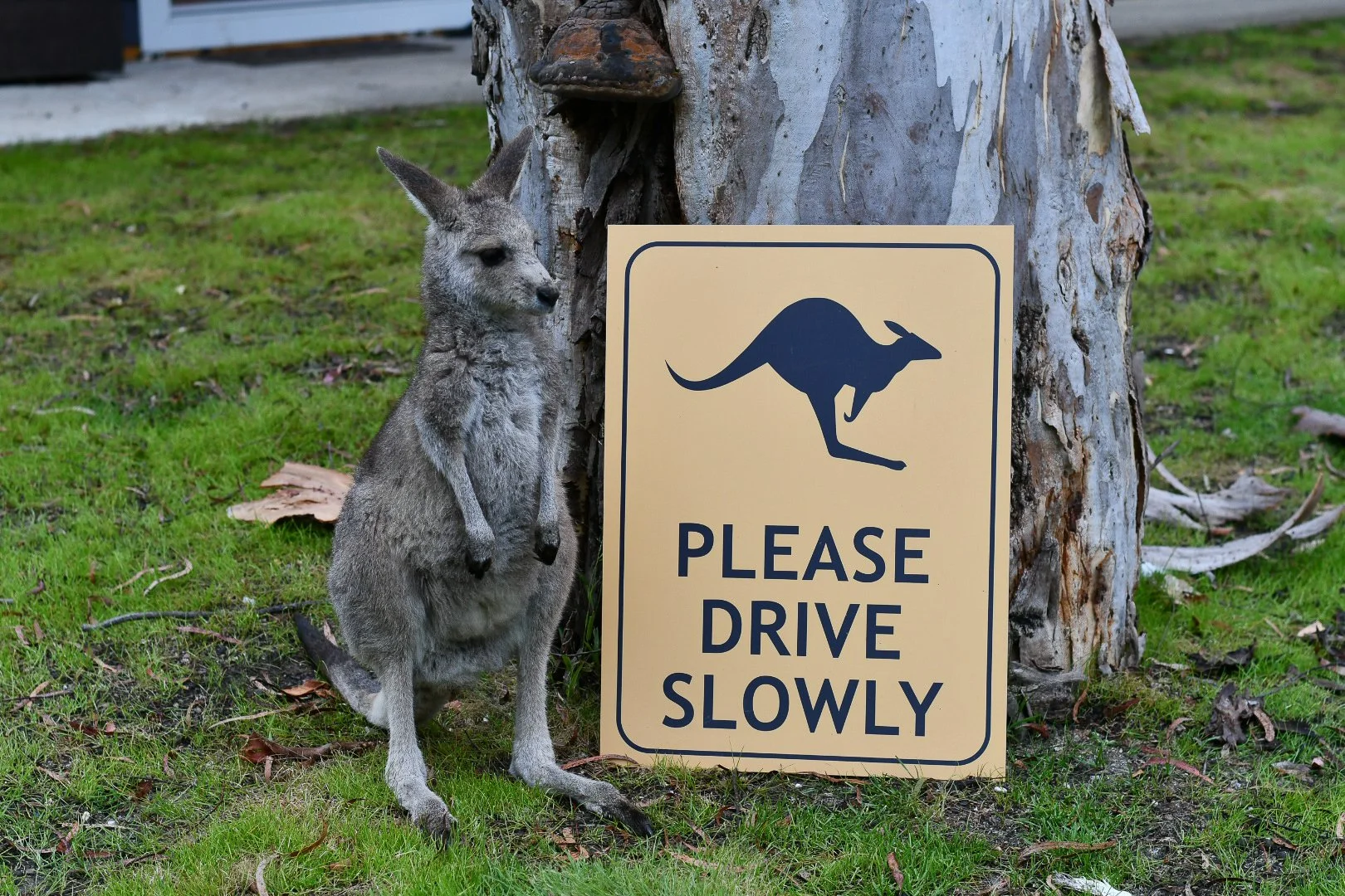 Kangaroo joey standing beside a roadside “Please Drive Slowly” sign in the Australian landscape