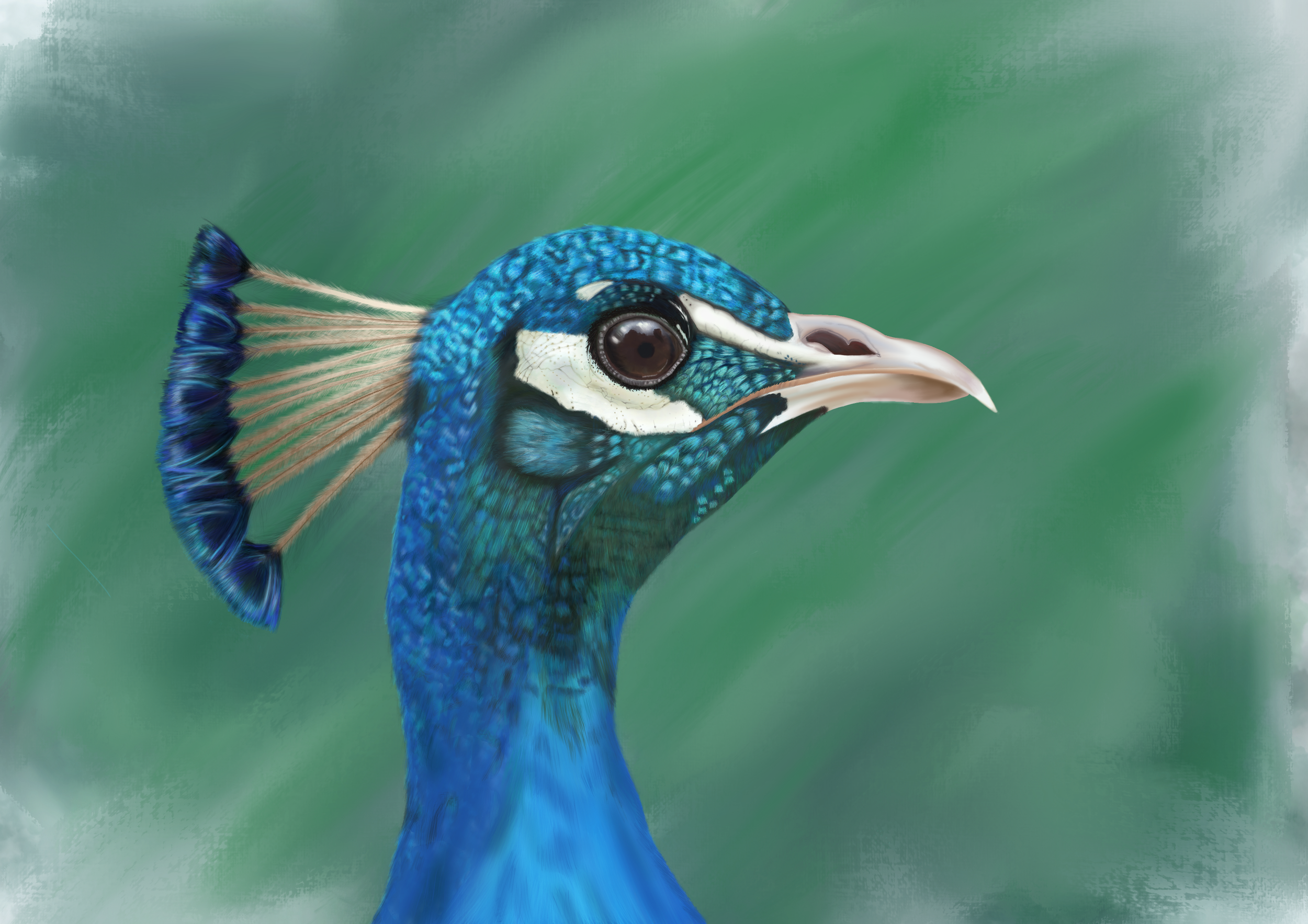 Detailed digital illustration of a peacock created by Teangi Chambers