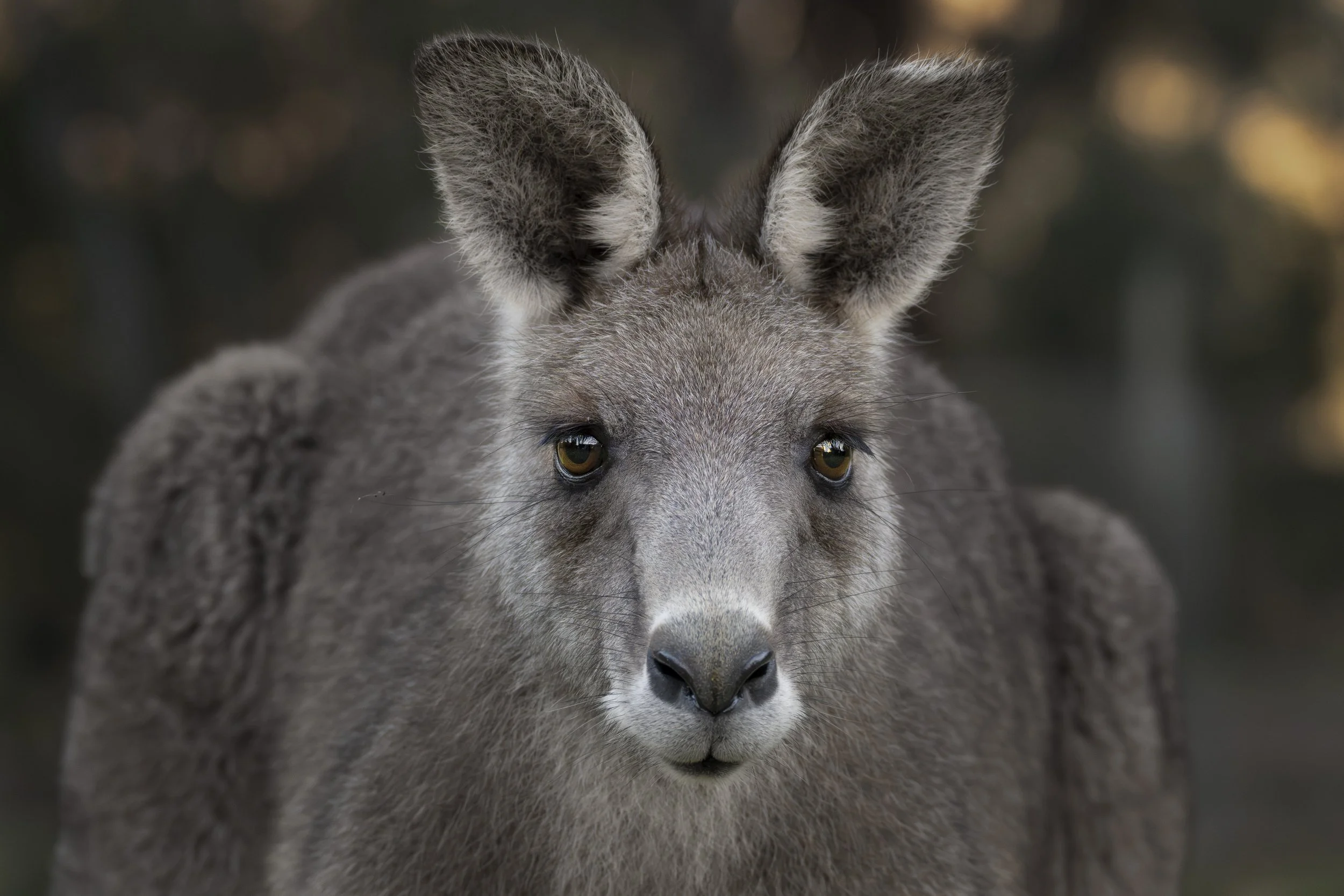 Eastern Grey Kangaroo staring intensly