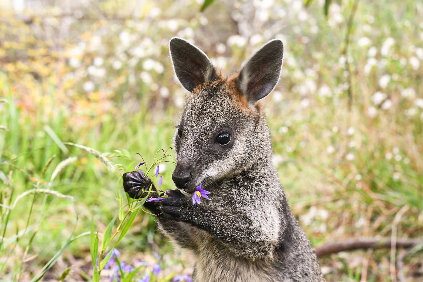 A young Swamp Wallaby, holding purple flowers in its front paws in a grassy, leafy outdoor setting.