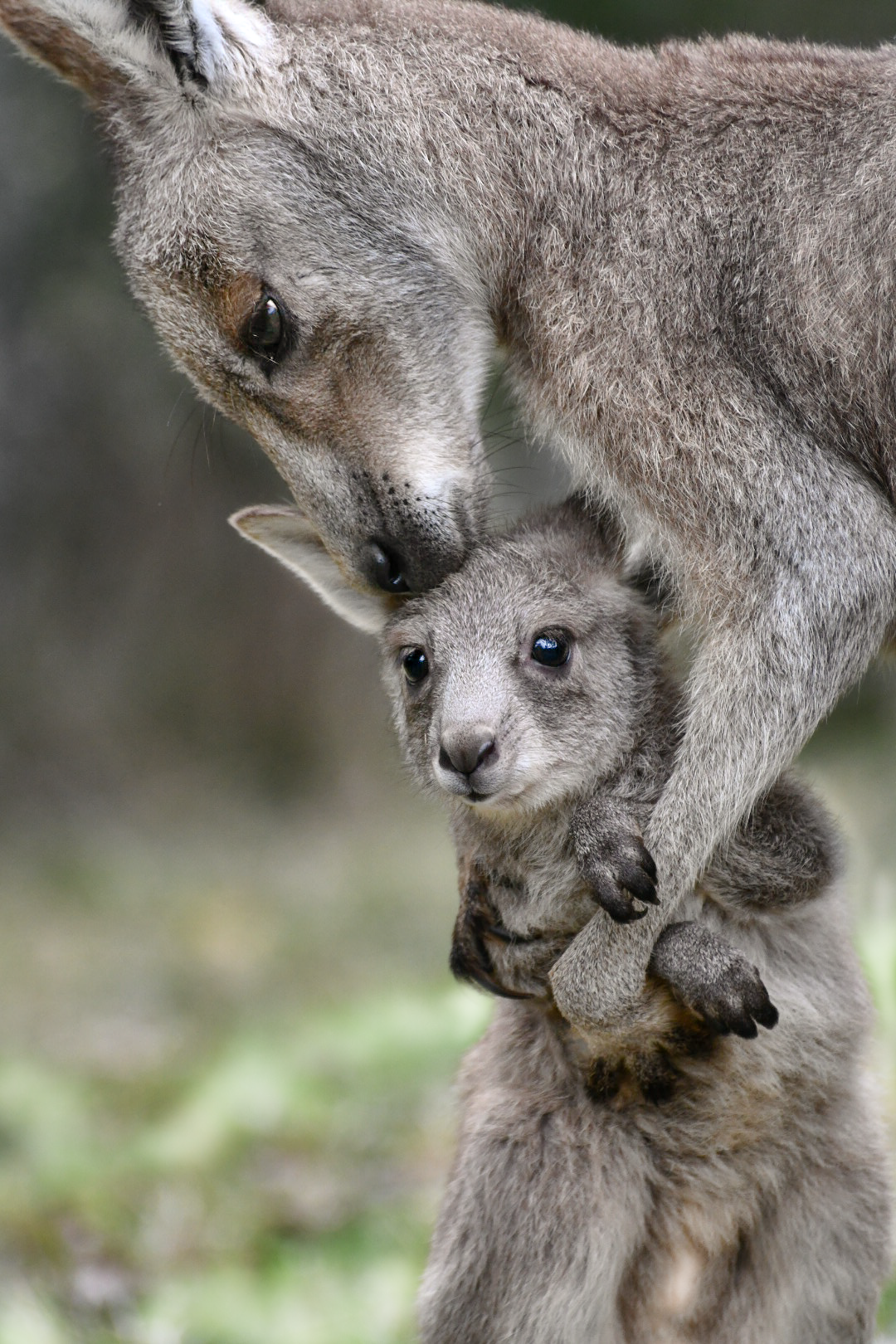 A mother eastern grey kangaroo cuddling her joey.
