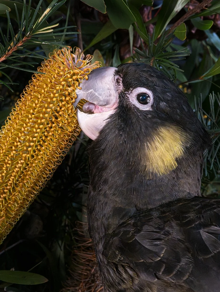 Black Cockatoo feeding among flowering banksia in the Australia