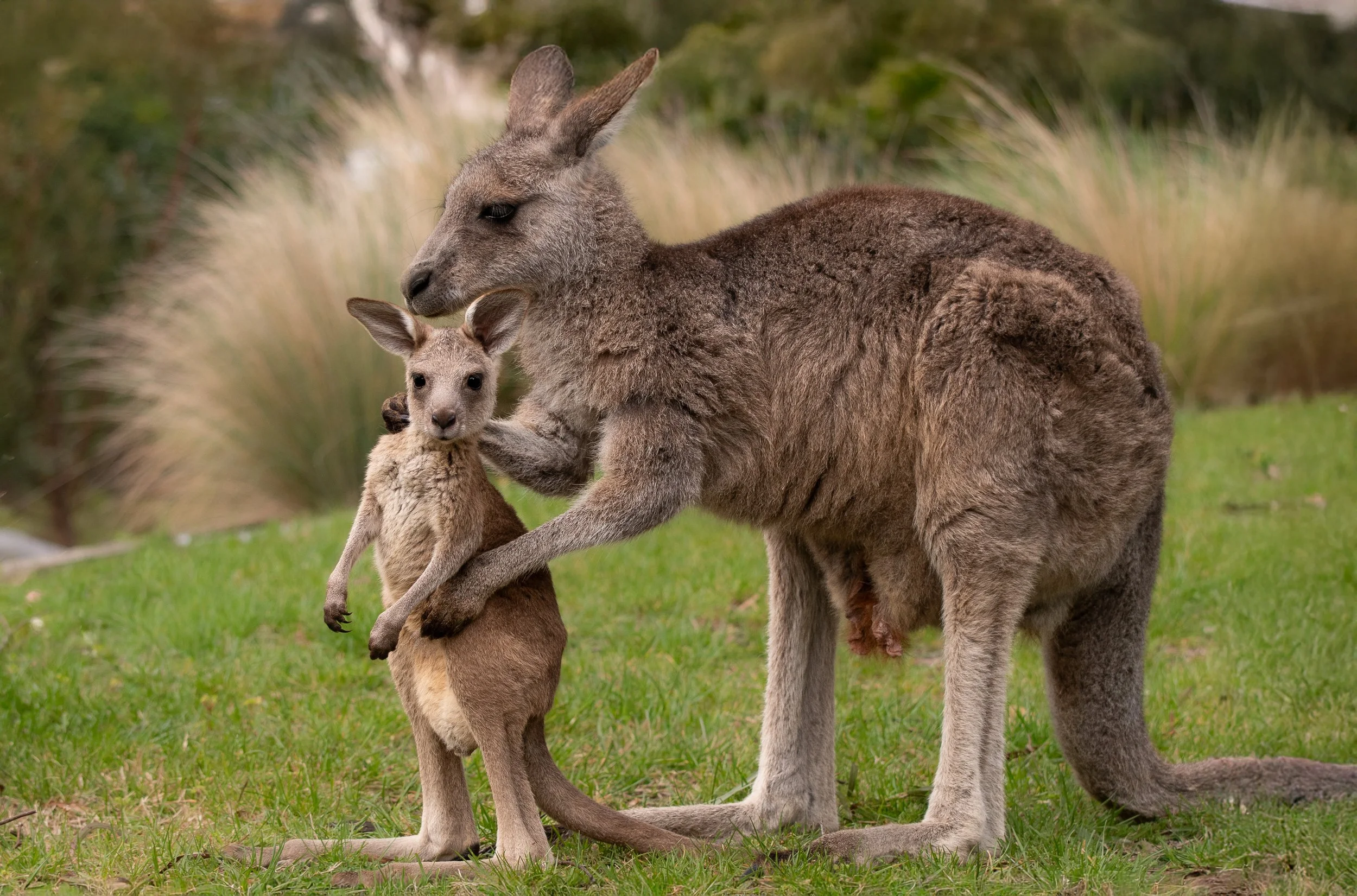 A large adult kangaroo and a smaller joey cuddling on green grass, with the adult kangaroo holding the joey close as they stand outdoors with blurred trees or bushes in the background.
