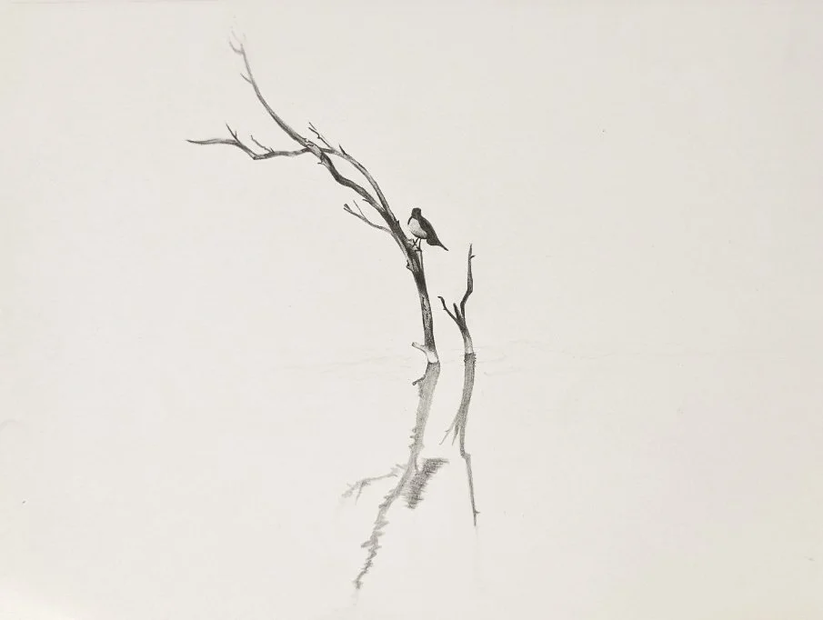 A solitary bird perched on a bare, leafless tree branch, reflected in a calm body of water.