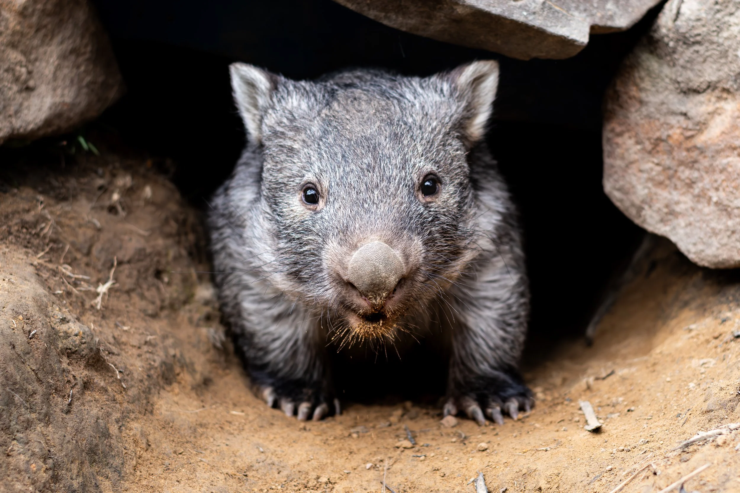 A close-up of a Wombat emerging from a burrow, showing its face, front paws, and part of its body, surrounded by soil and rocks.