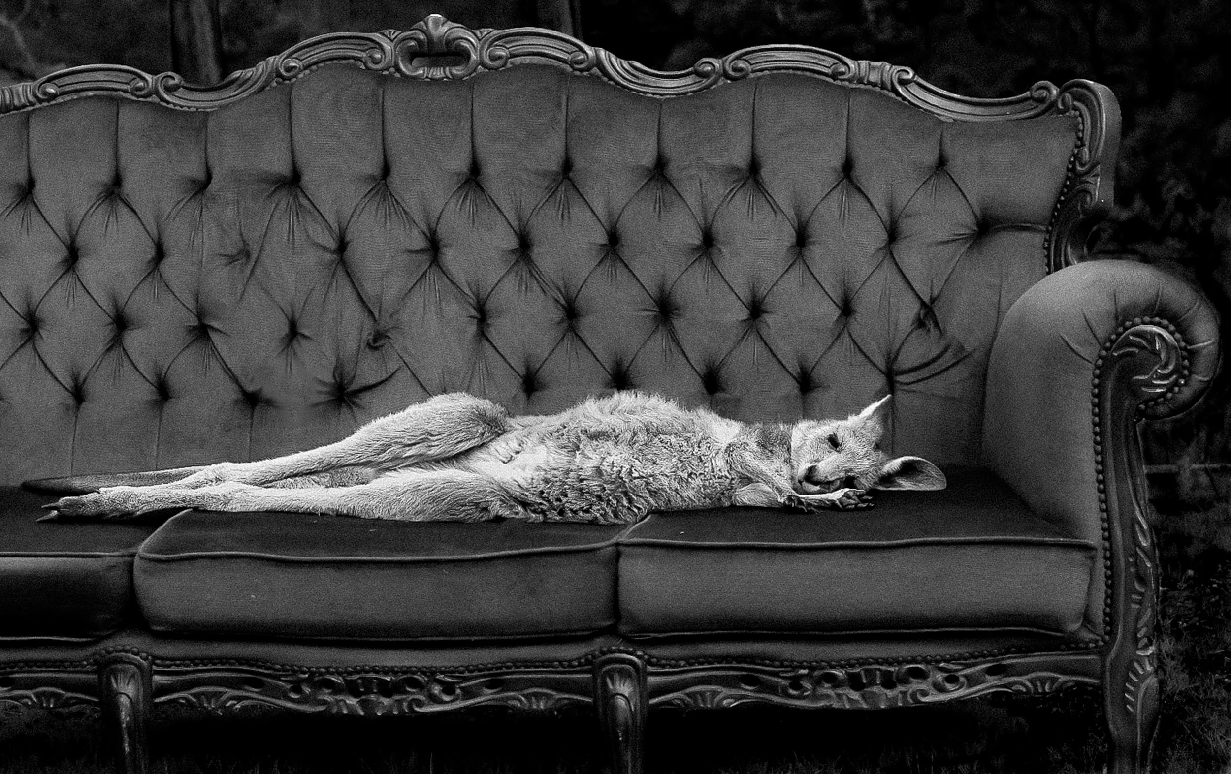 A kangaroo lying on a vintage-style sofa with tufted upholstery and ornate wood carvings. The photo is in black and white.