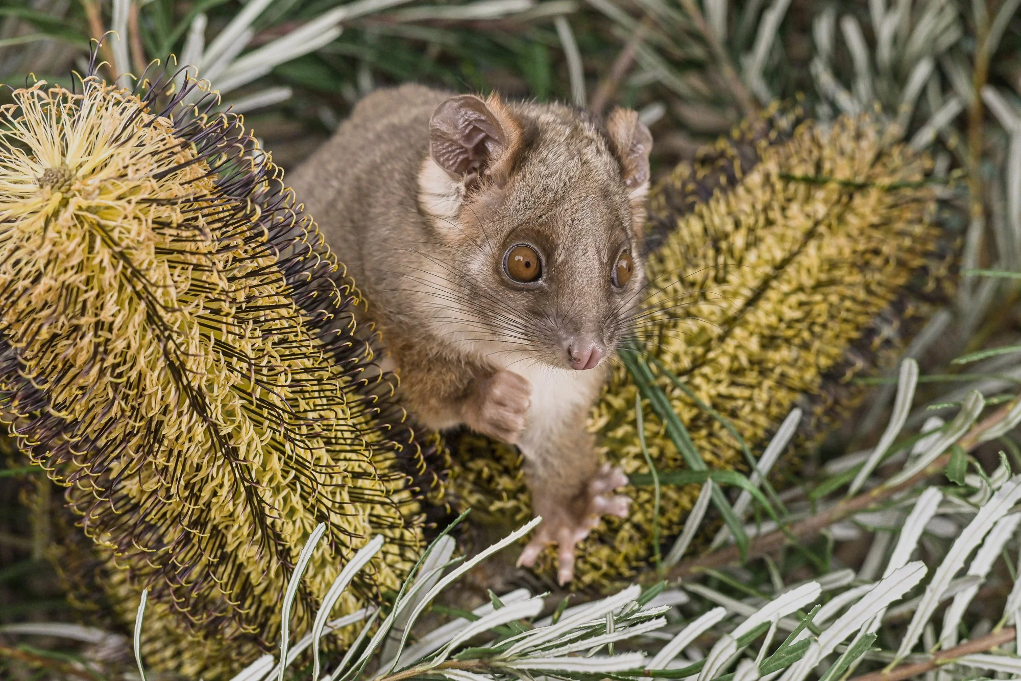 Common ringtail possum among Banksia flowers and foliage