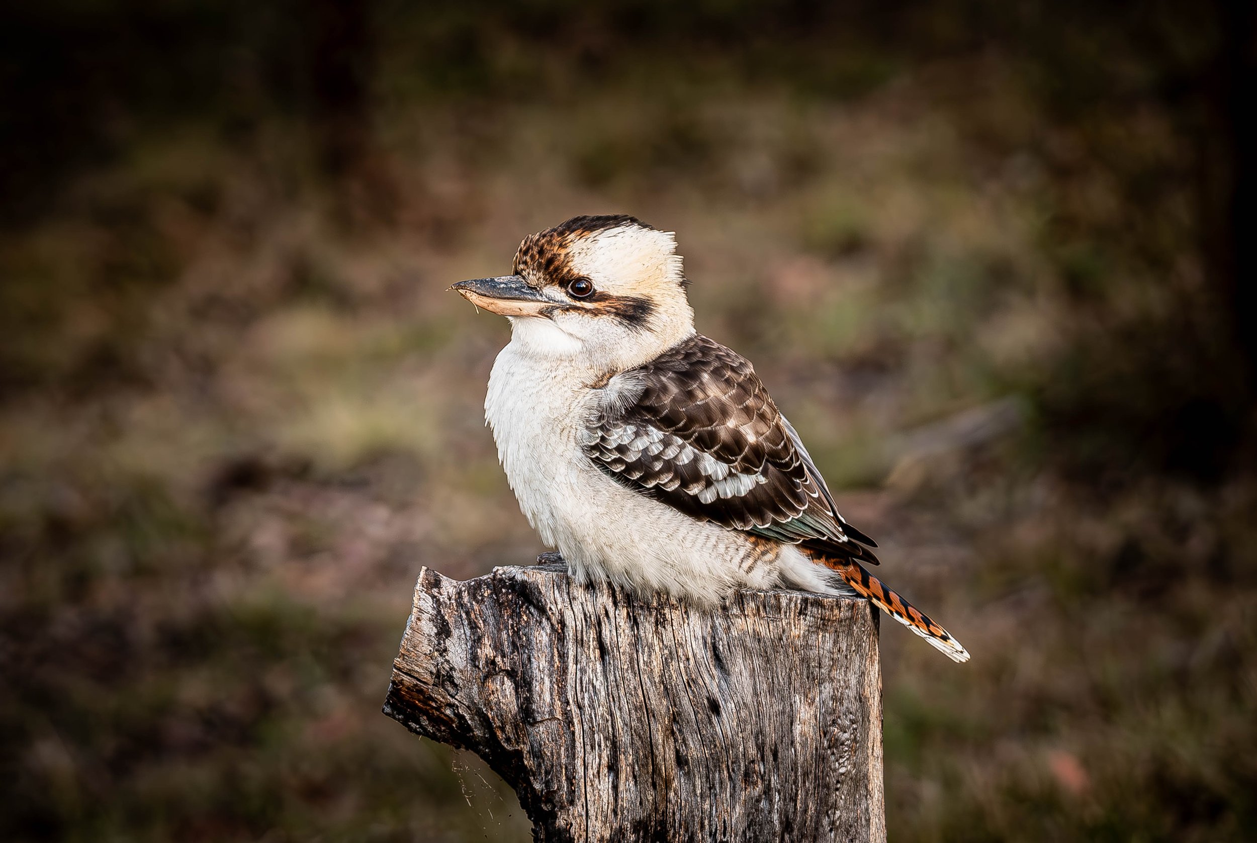 A Kookaburra bird perched on top of a tree stump.