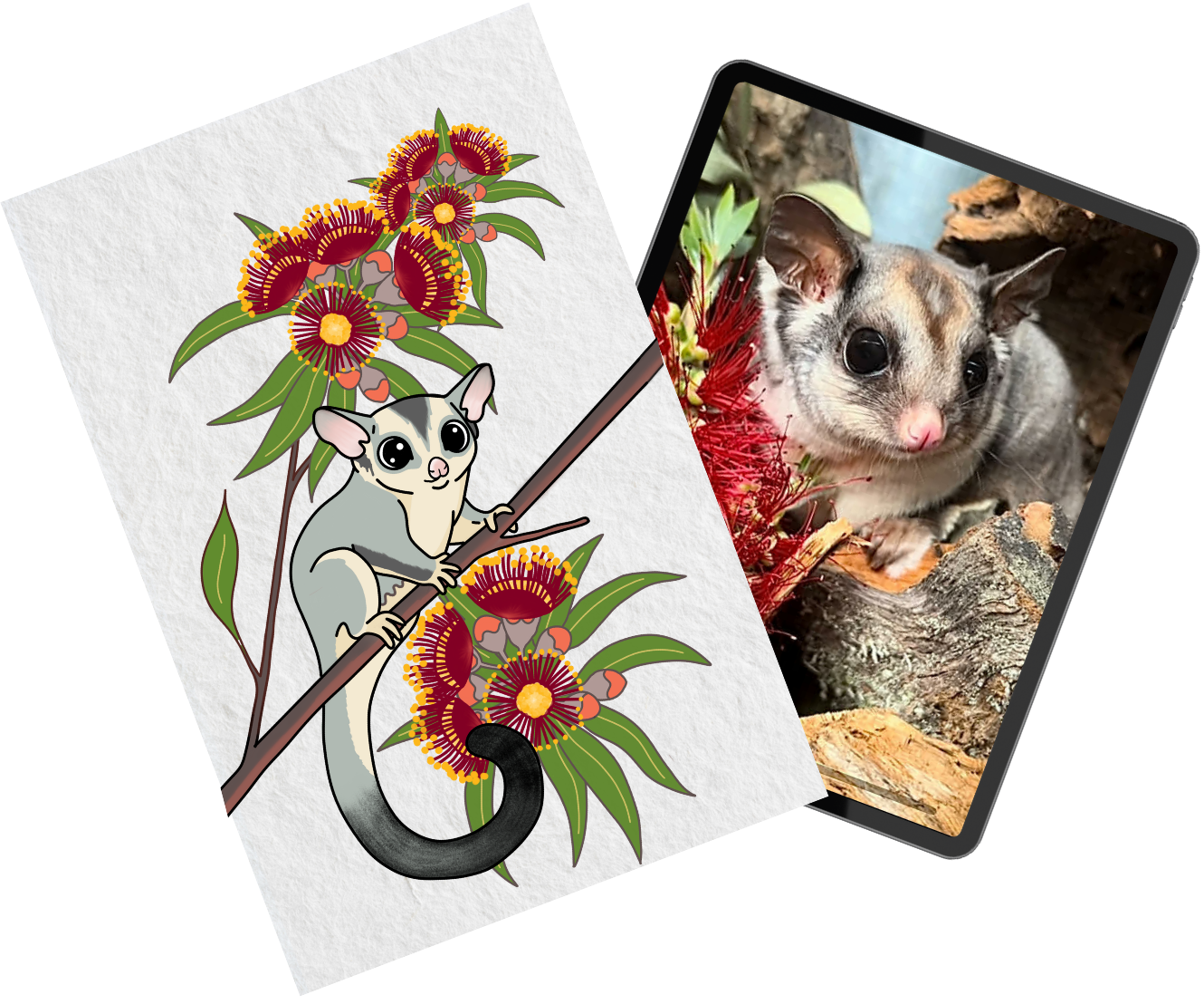 Digital illustration of a sugar glider with flowering gum alongside the reference photograph used in the Blue Mountains Banner Series