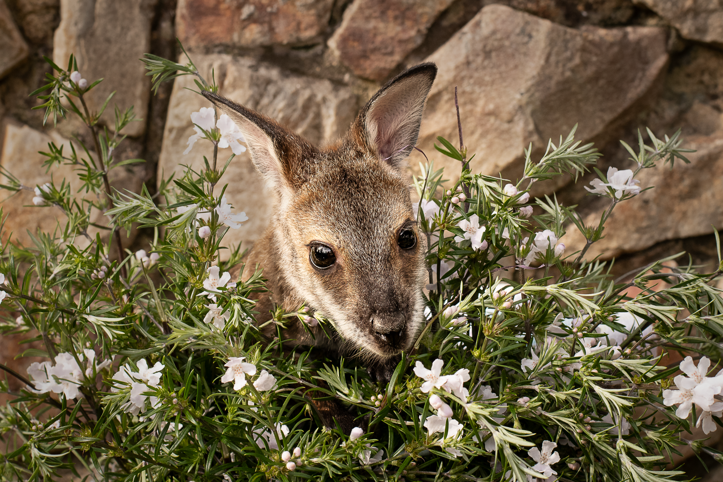 Red-necked wallaby among Westringia longifolia foliage