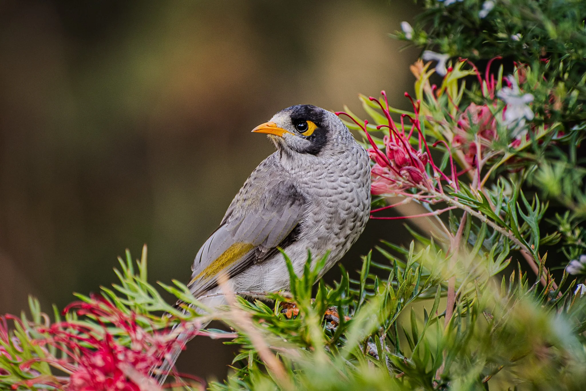 A Noisy Miner bird perched on a Grevillea with green leaves and red pink flowers.