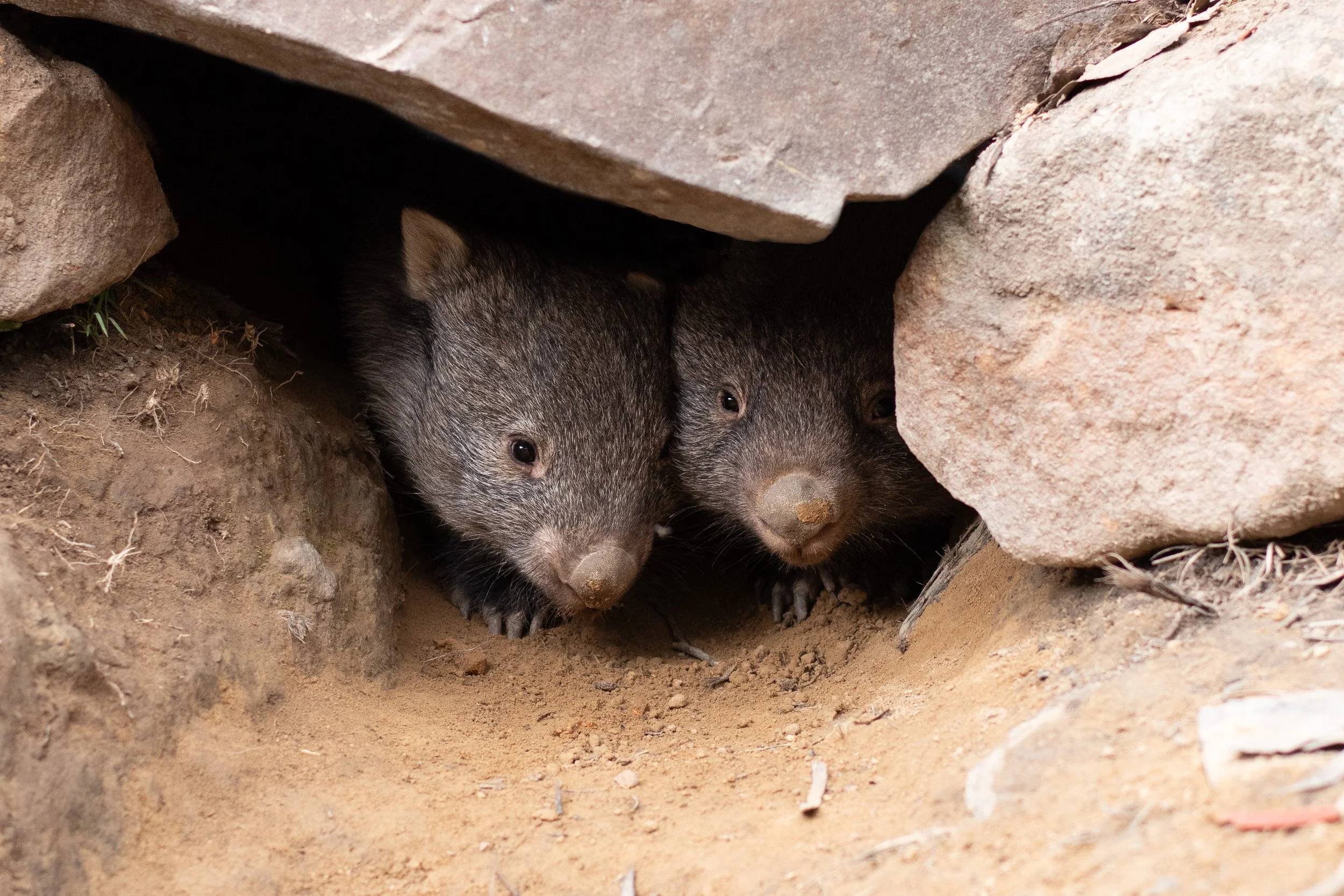 Two Wombats peeking out from a small burrow between rocks and dirt.