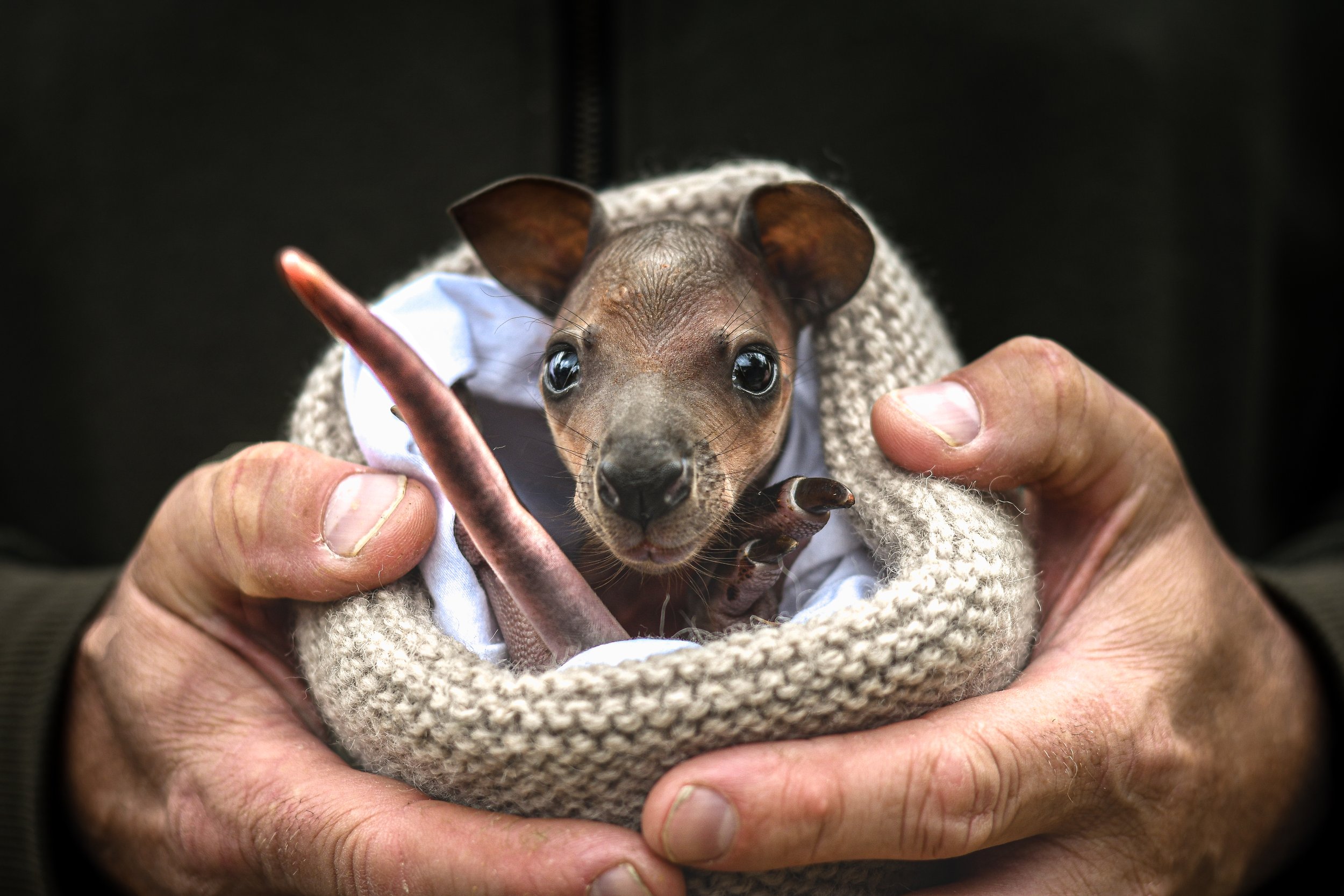 A young swamp wallaby joey, in a pouch, being held gently by a person's hands against a dark background.