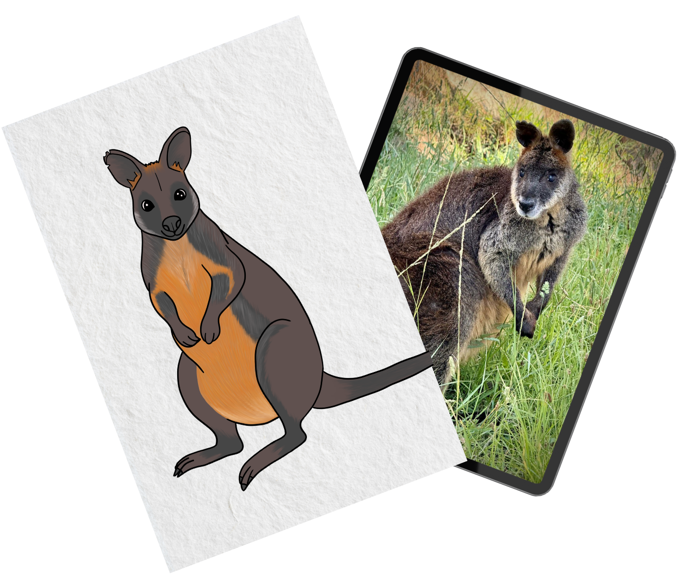 Digital illustration of a swamp wallaby alongside the reference photograph used to create the Blue Mountains Banner Series artwork