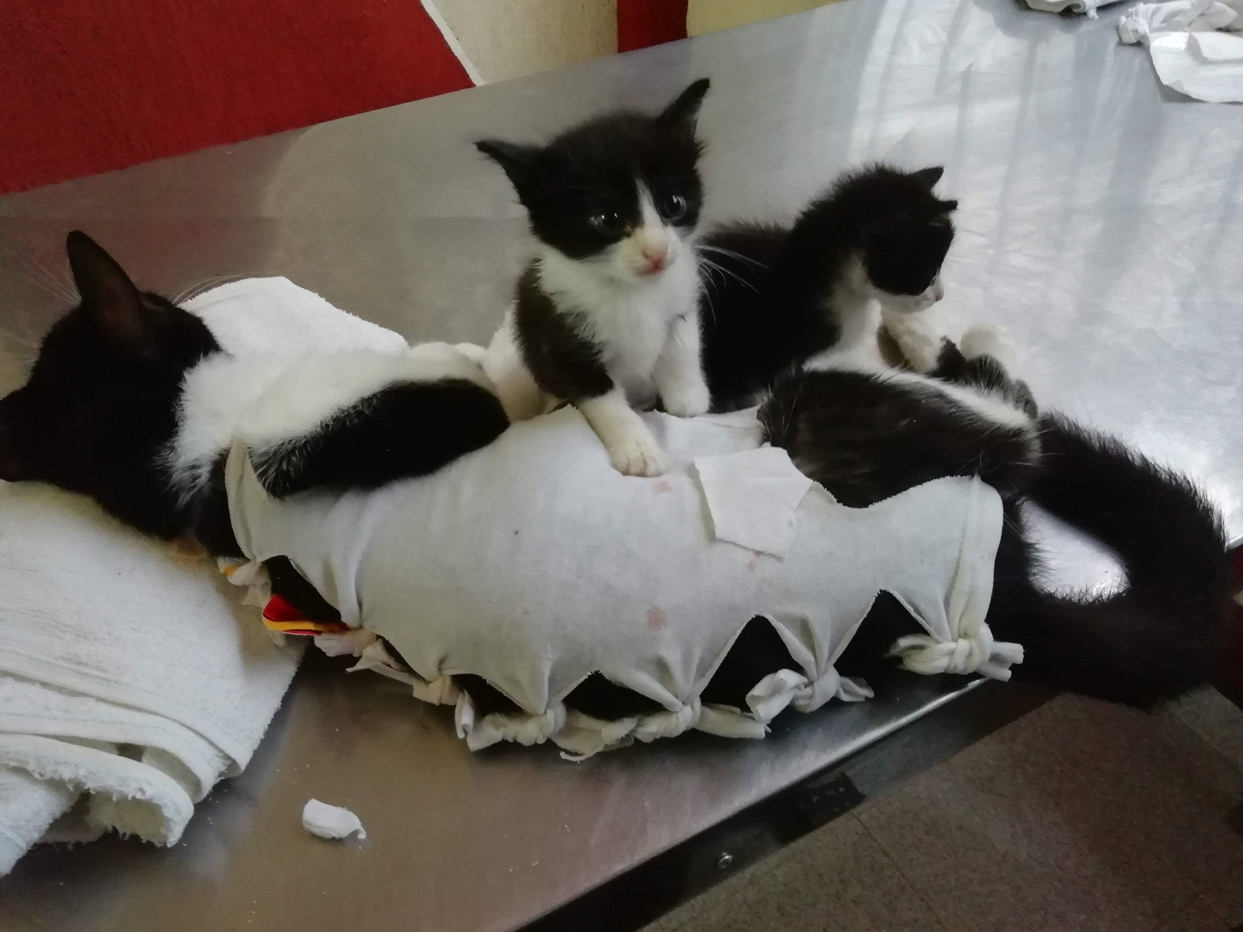 URGENCIAS VETERINARIAS