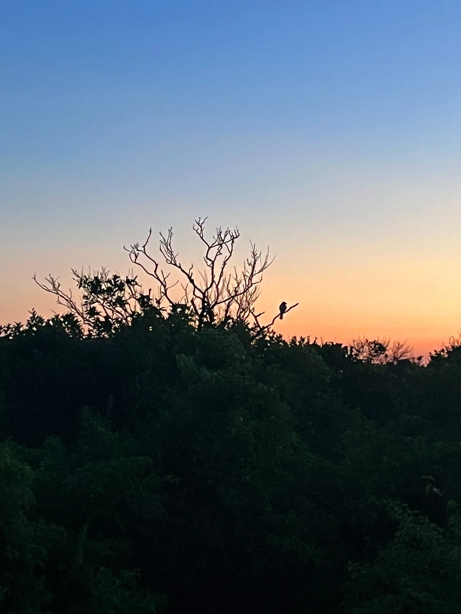 Silhouetted bird perched on a bare branch above dense vegetation at sunset