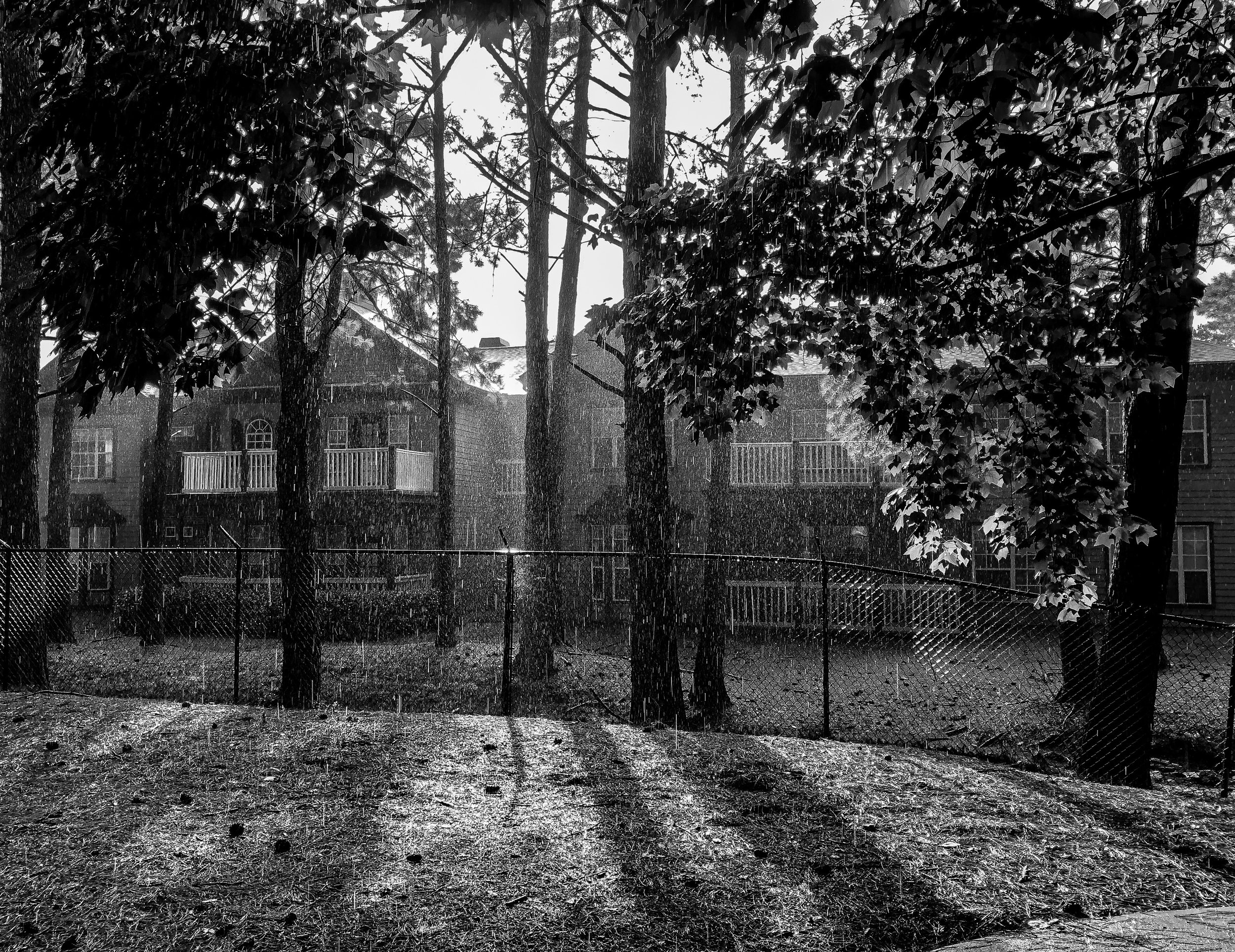 A backyard scene in the rain with trees, houses, and a fence, captured in black and white.