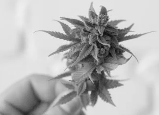 Cannabis — cannabis plant