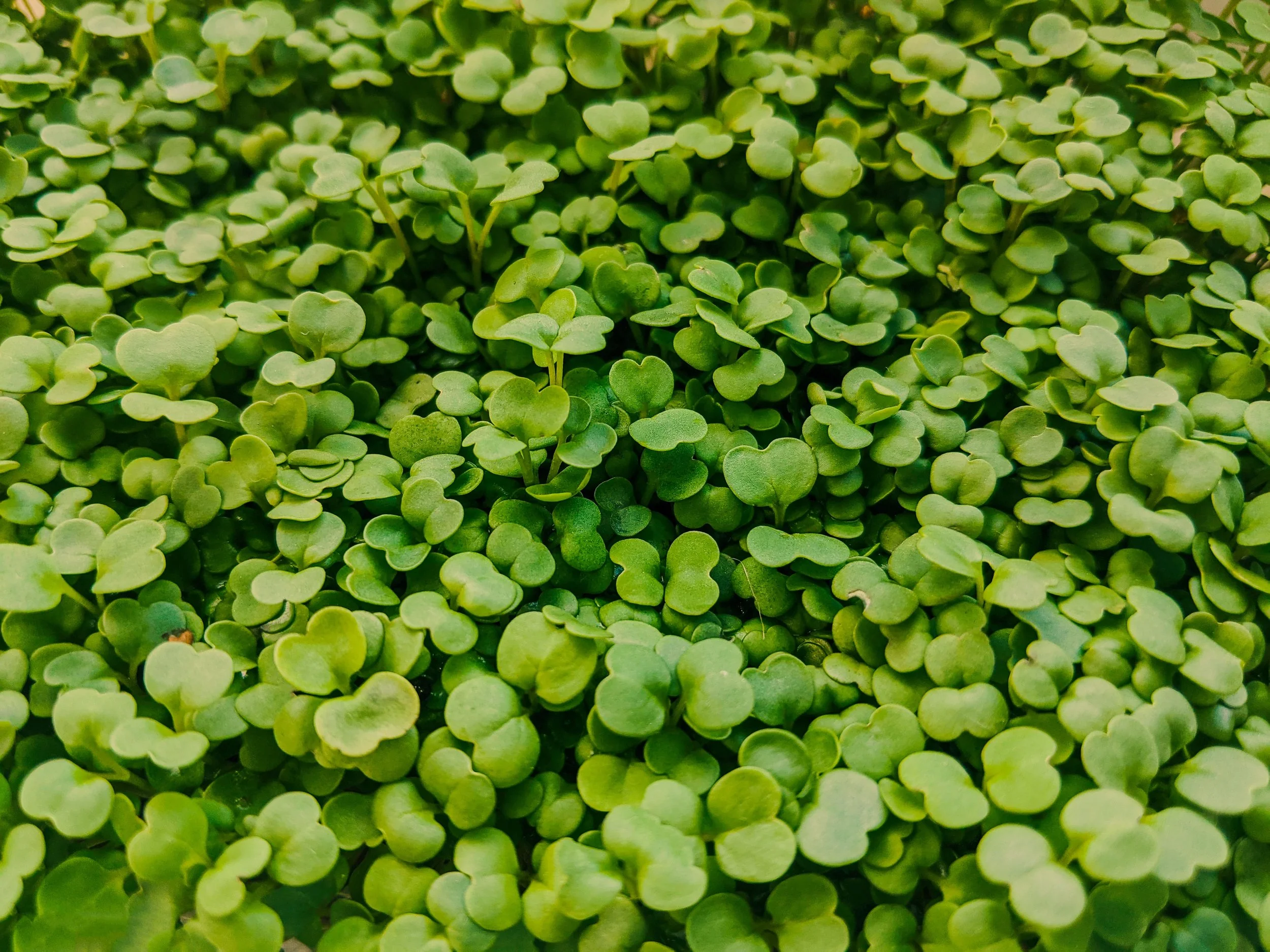 Rocket Microgreens