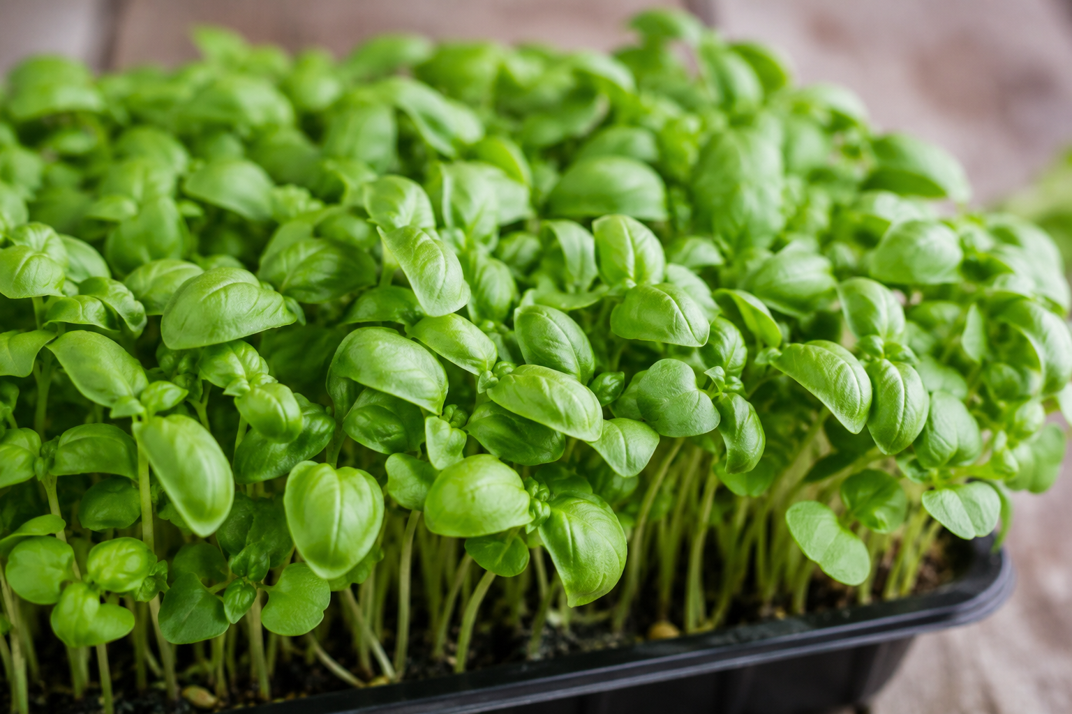 Basil Microgreens