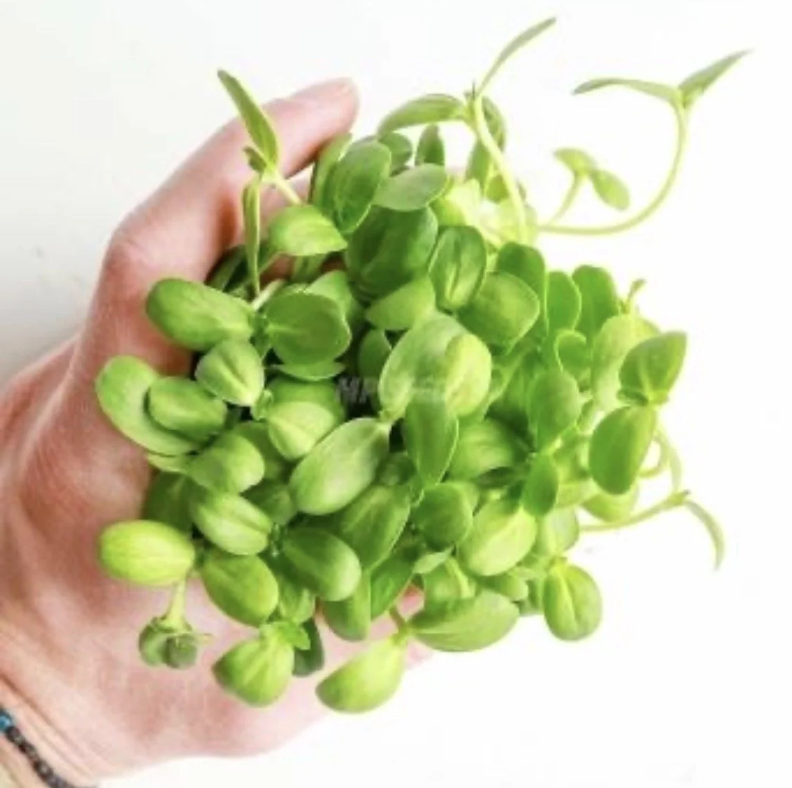 Sunflower Sprouts