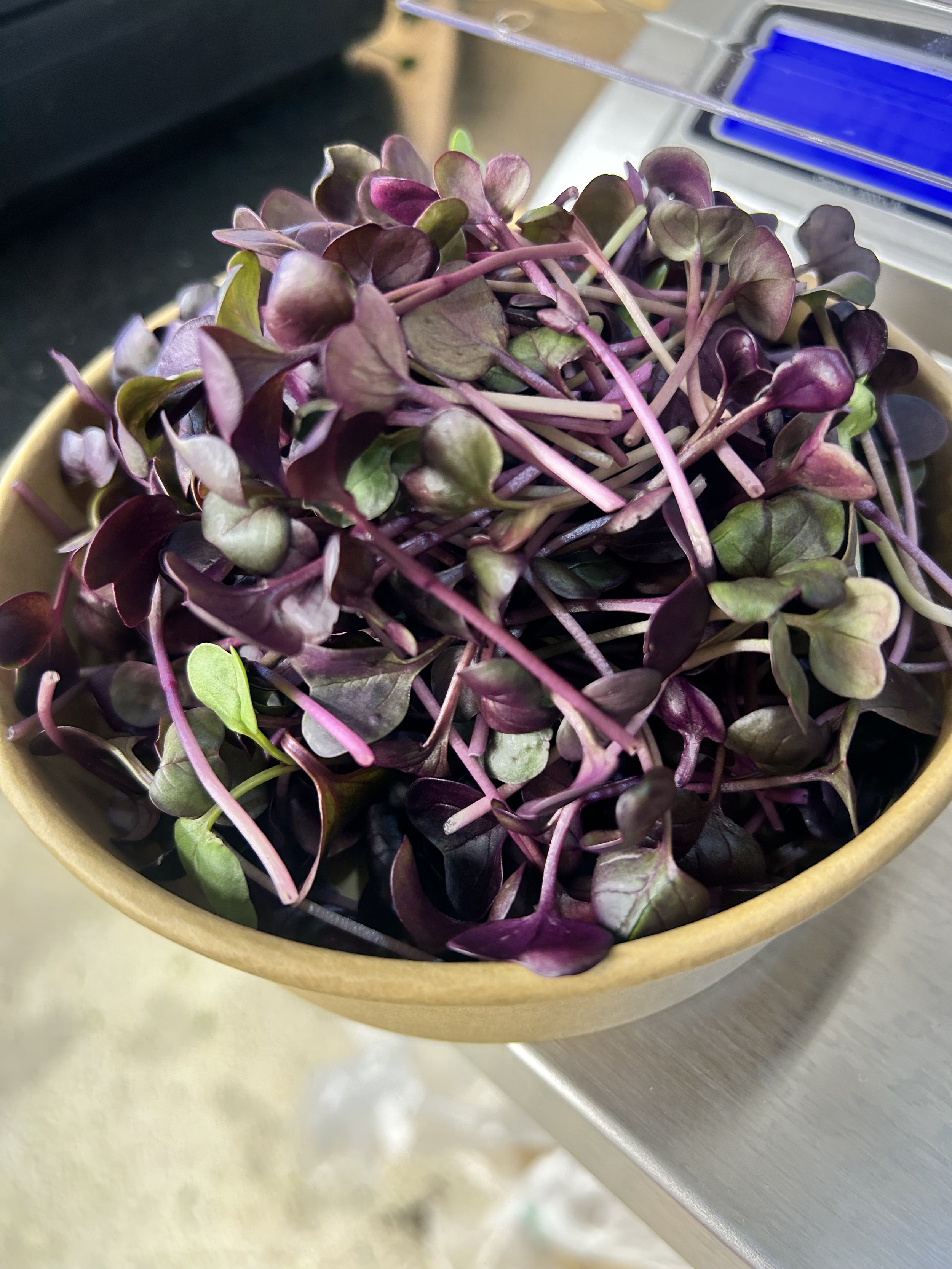 Purple radish microgreens