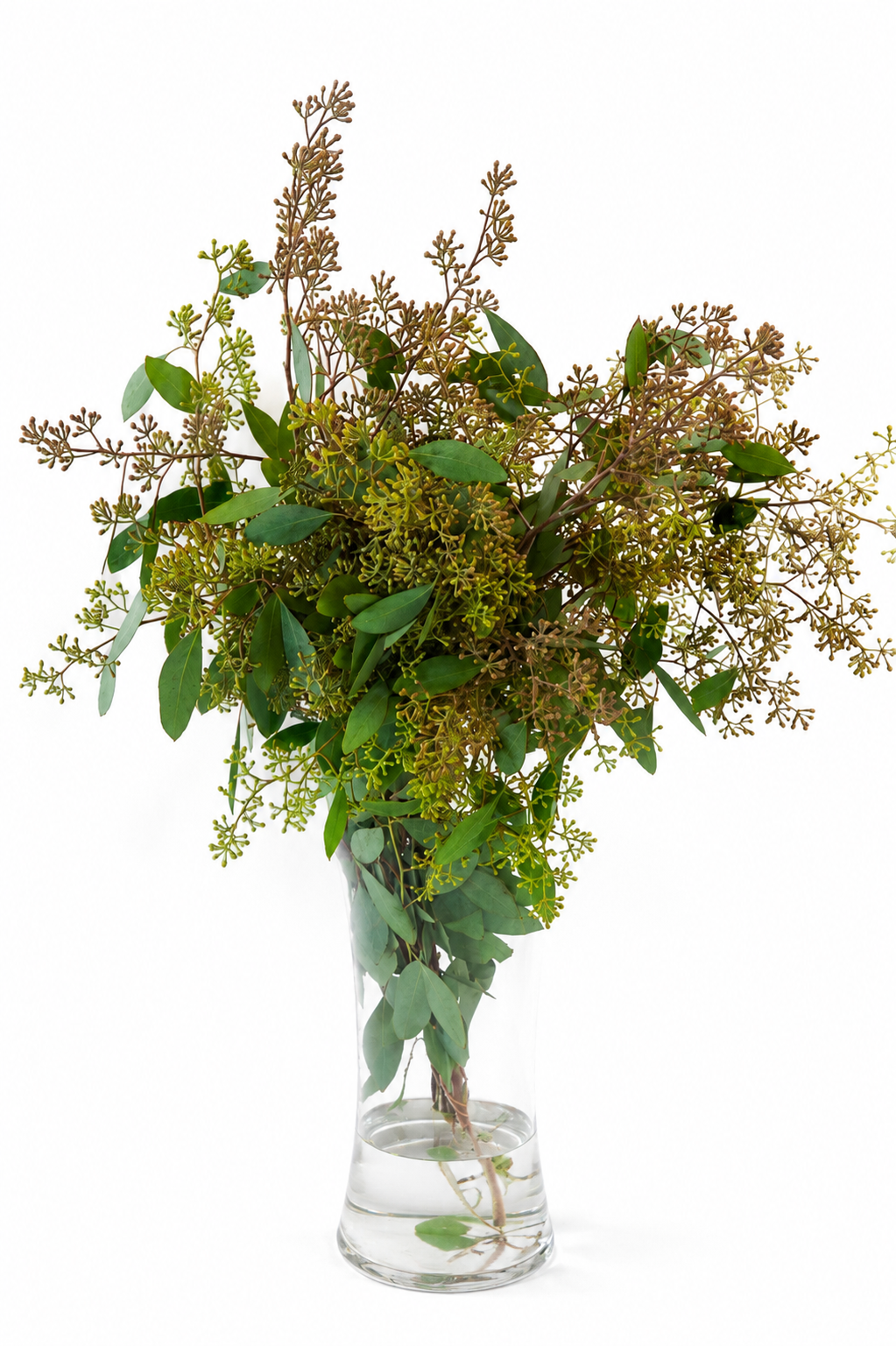 Seeded Eucalyptus