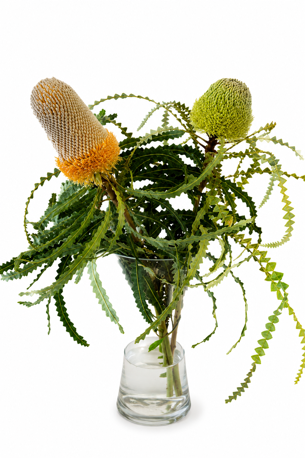 Banksia