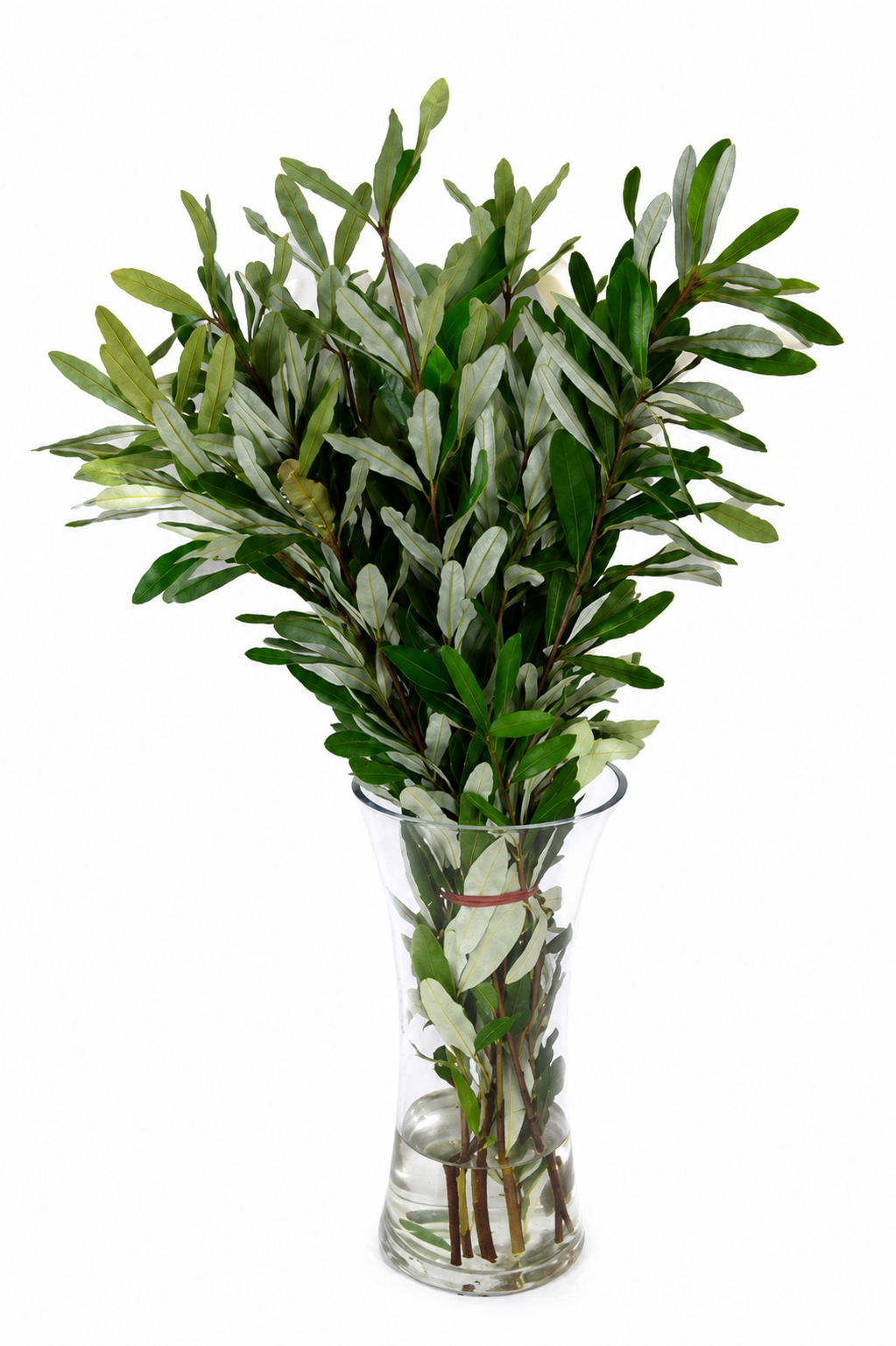 Integrifolia