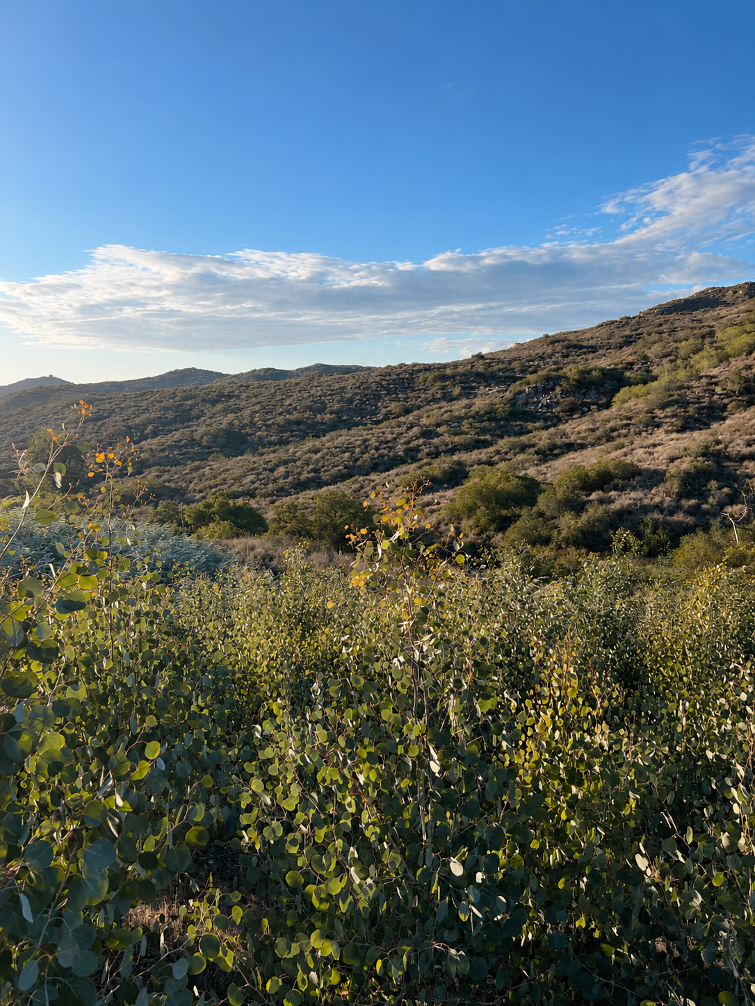 R/A Farm field of eucalyptus and greenery located in valley center