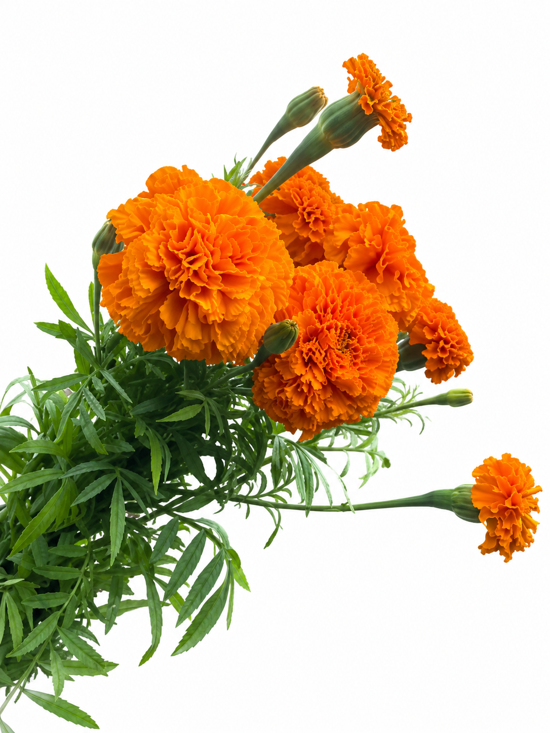 African Marigold Orange