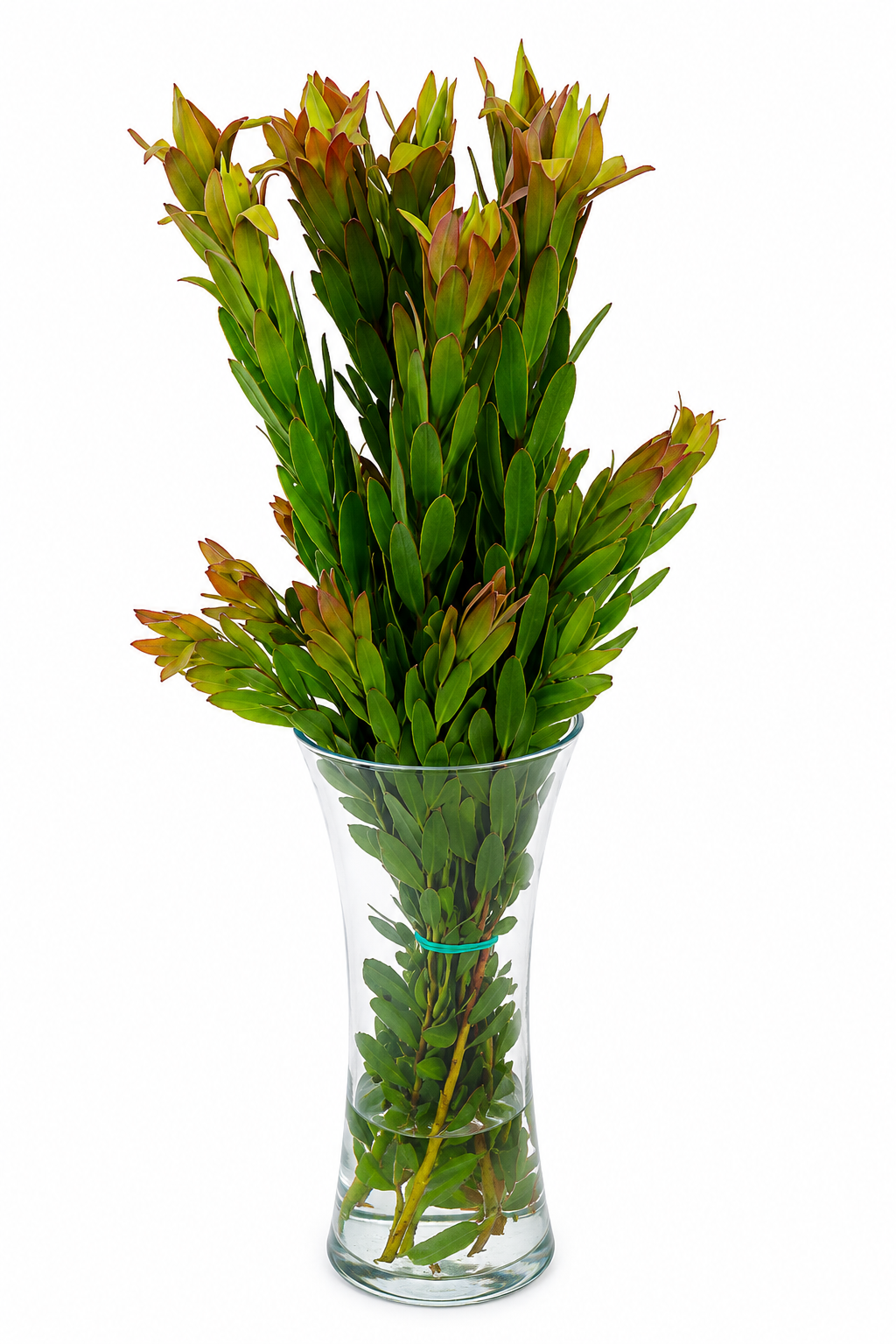 Leucadendron Green