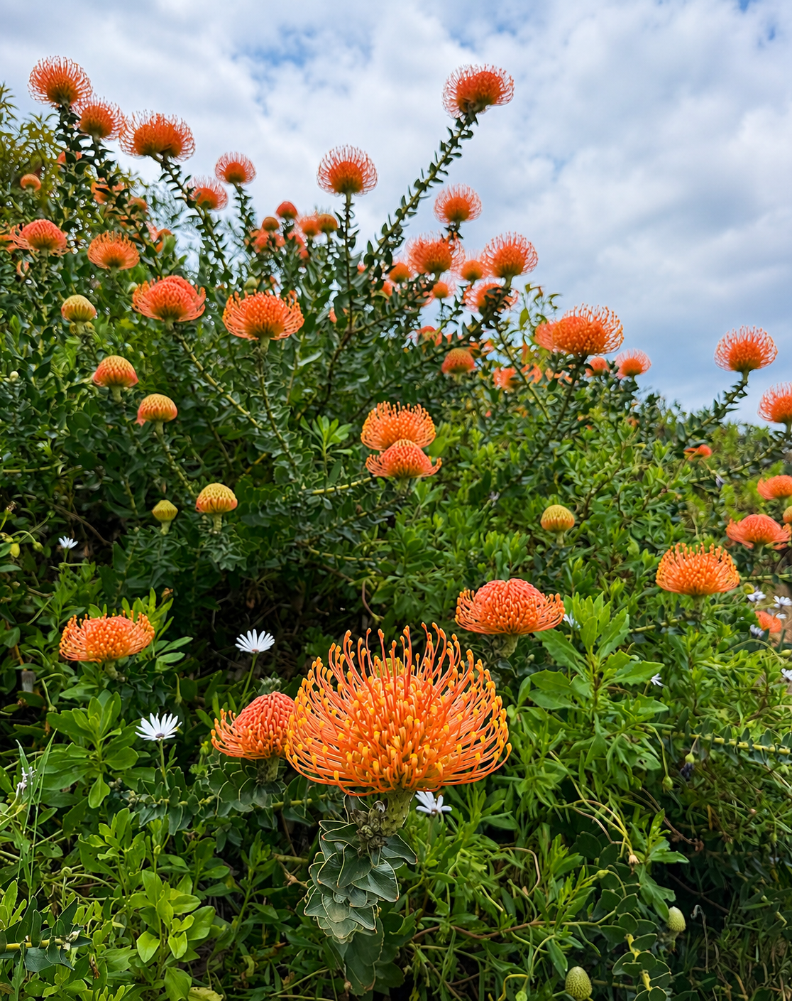 Rows of orange pincushion proteas flowering in the field under a blue sky