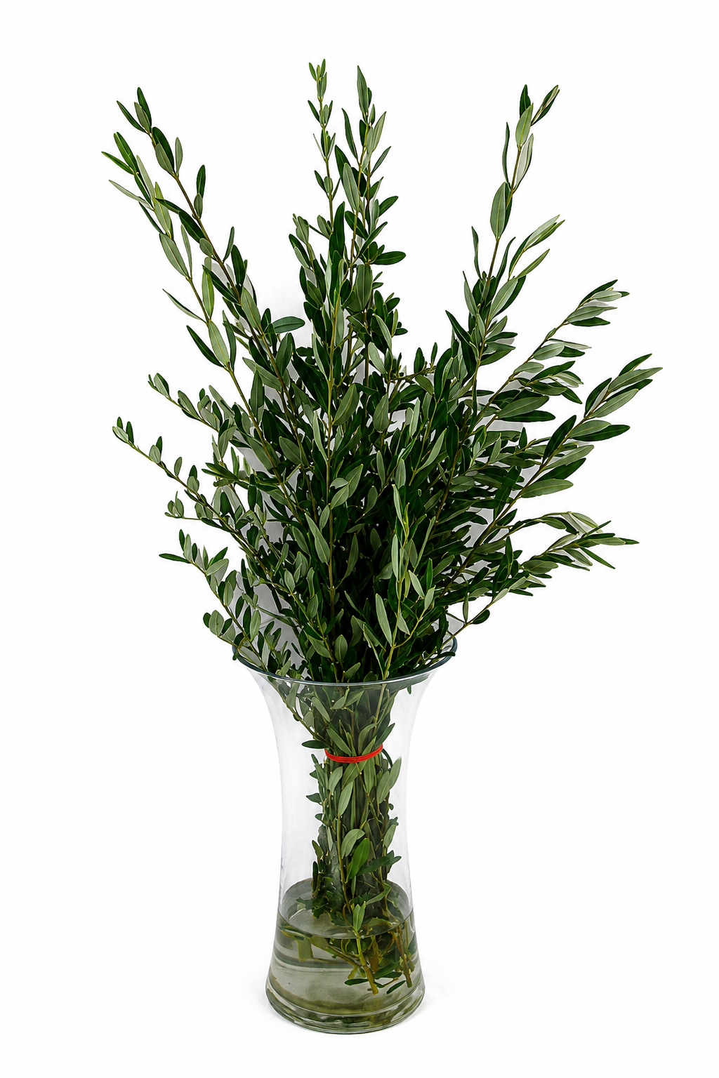 Olive Branch