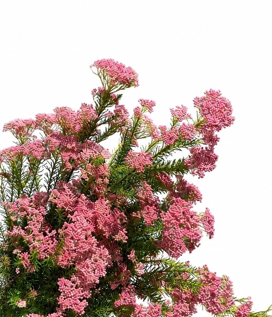Rice flower Pink