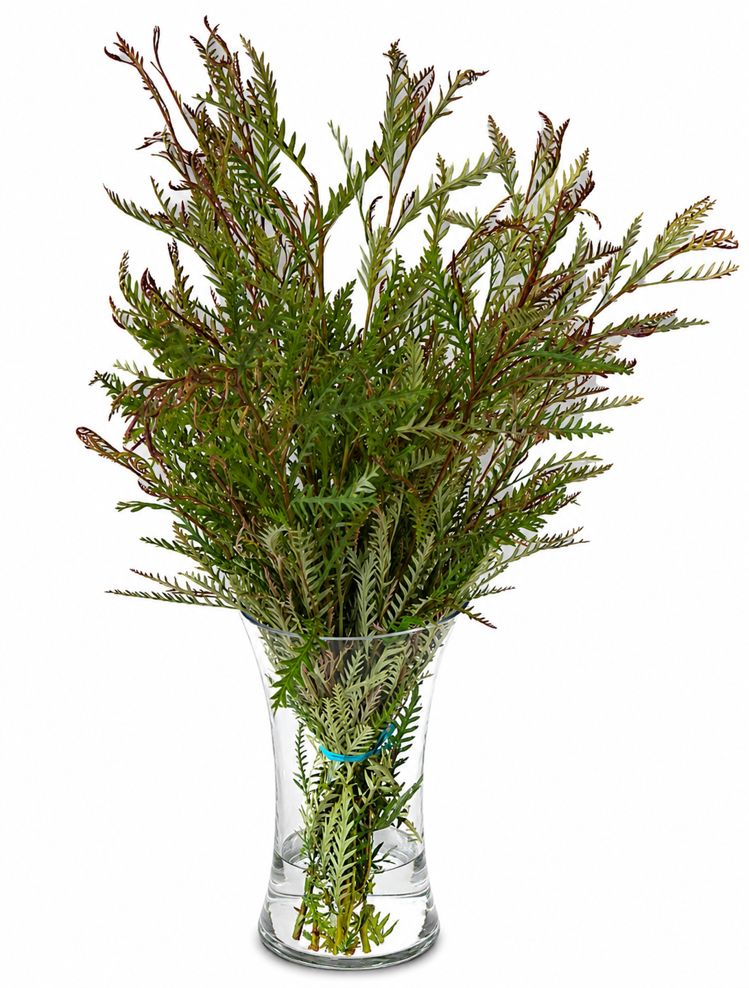 Grevillea Foliage 
