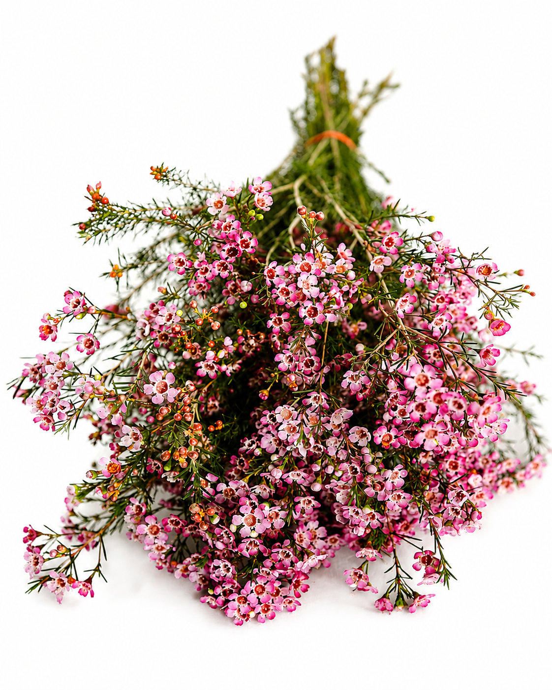Bunch of pink waxflower with fine green foliage