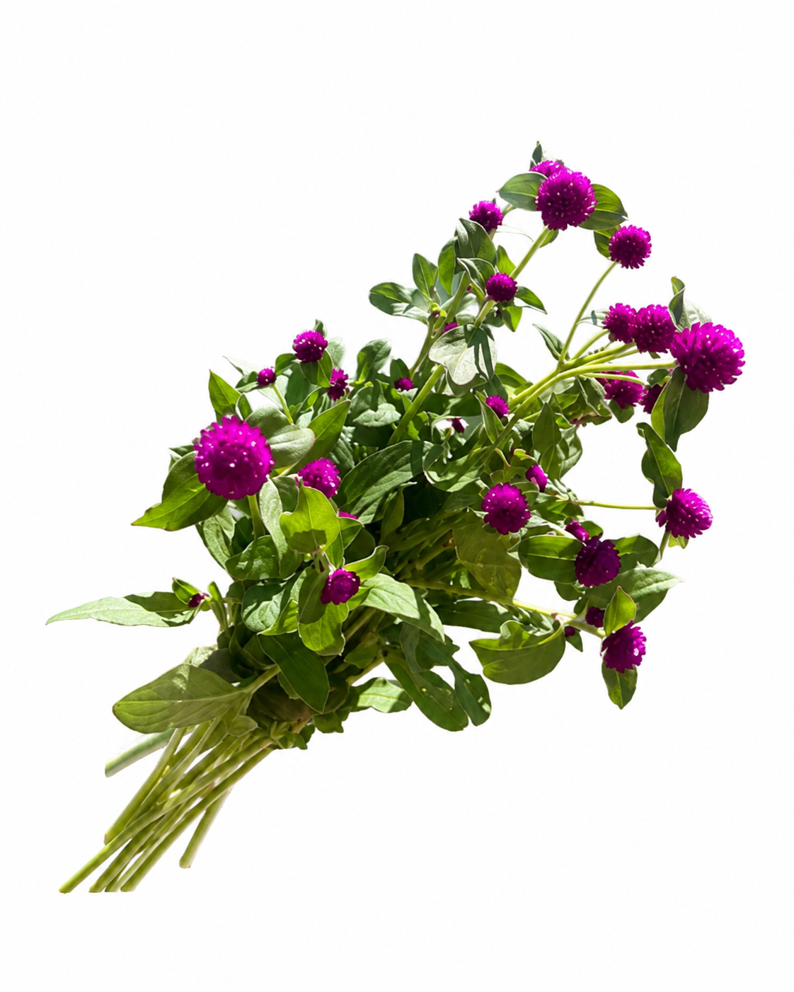 Gomphrena Purple