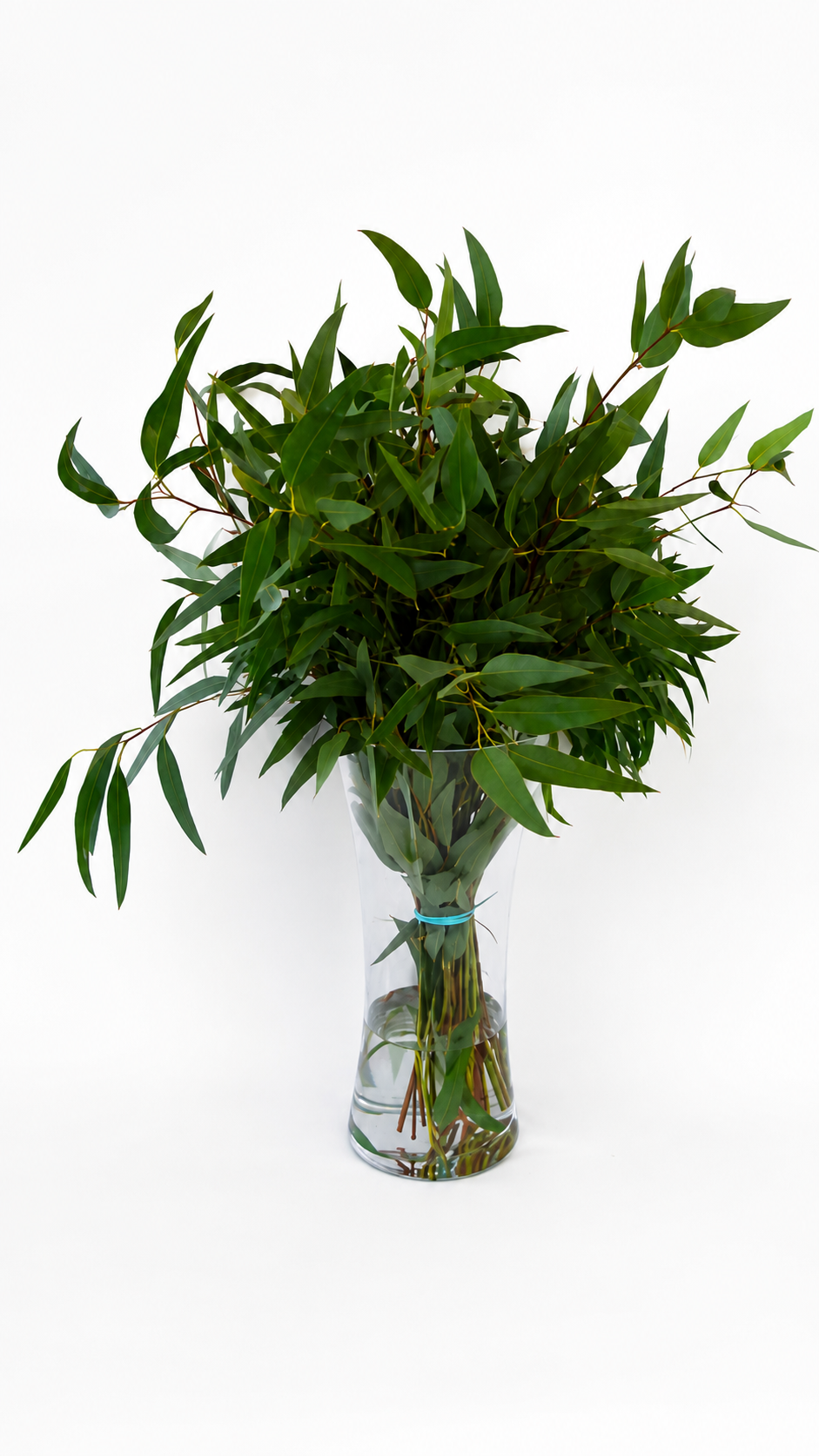 Willow Eucalyptus