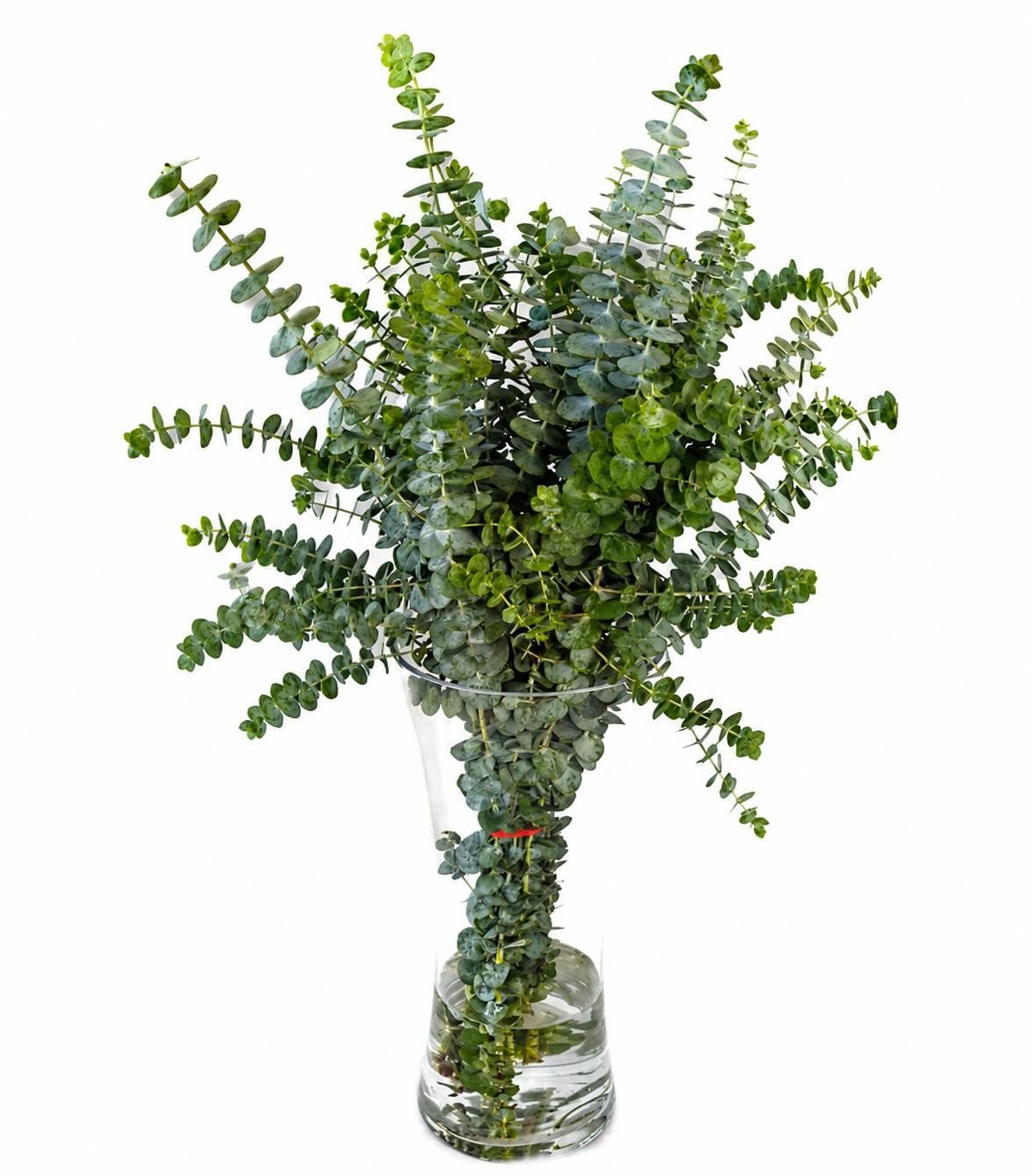 Bunch of baby blue eucalyptus stems in a glass vase