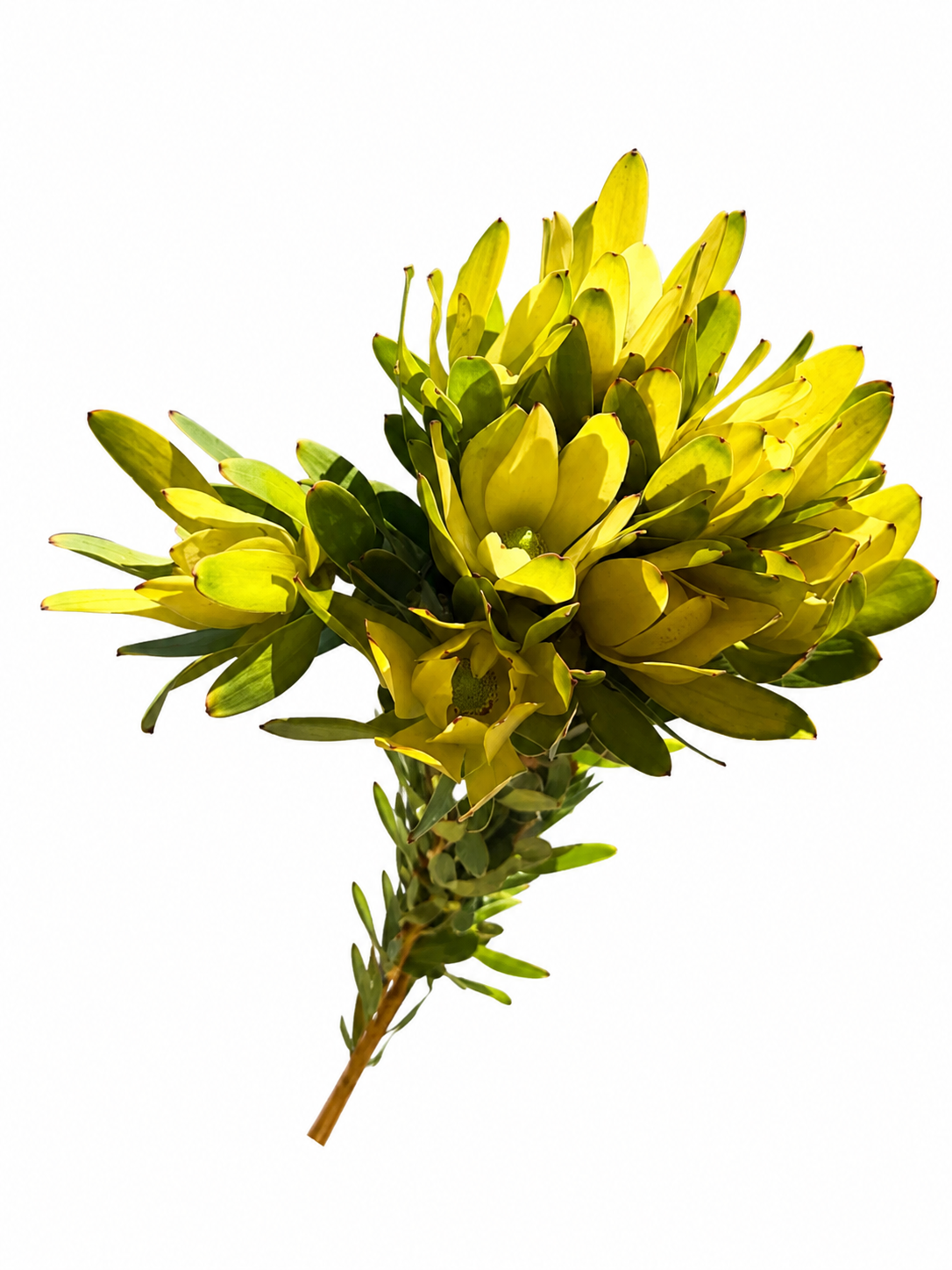 Leucadendron Gold Strike