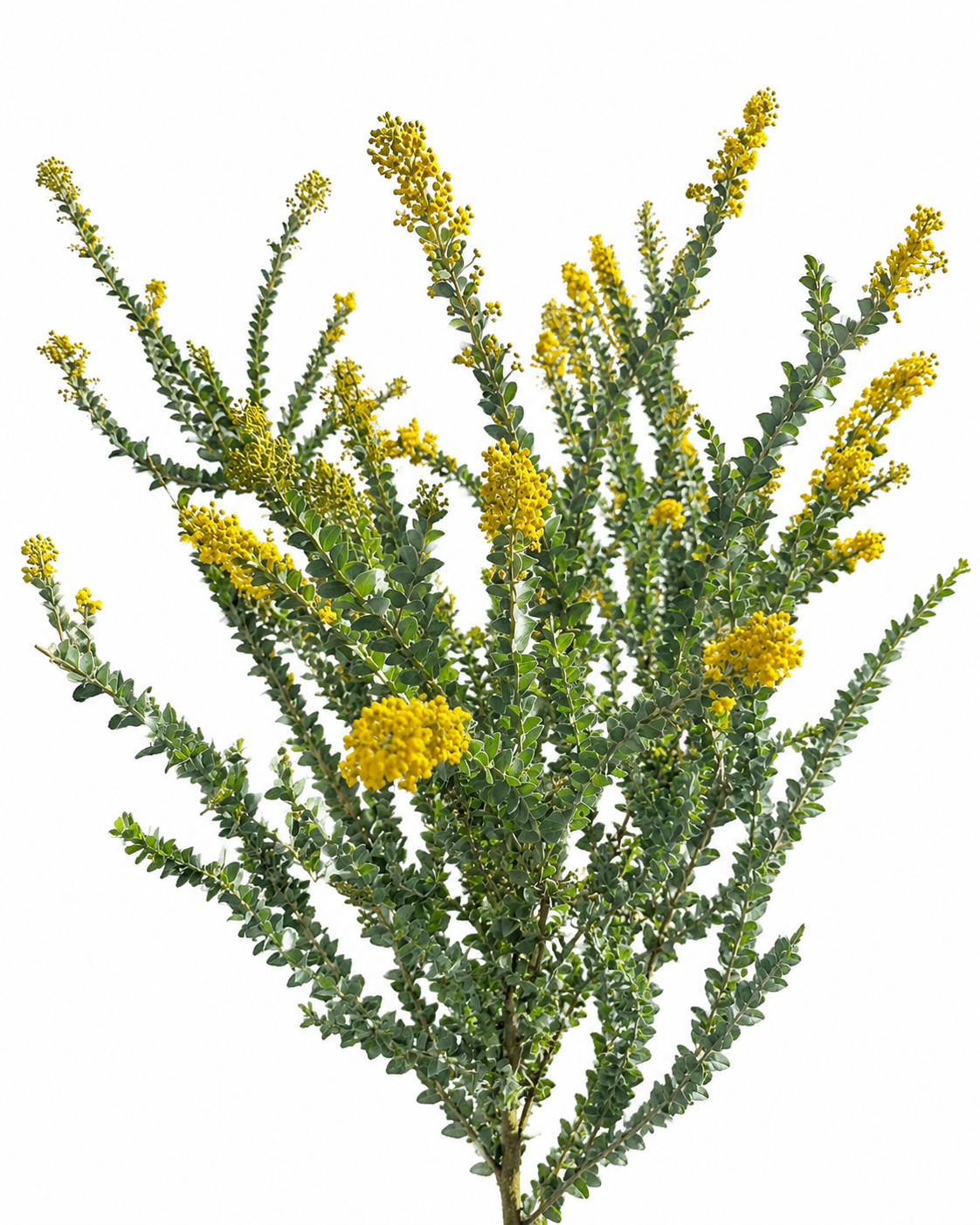 Acacia Mimosa