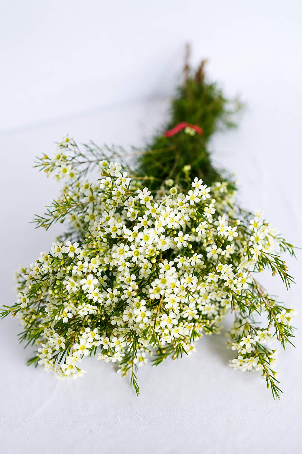 Wax White Alba