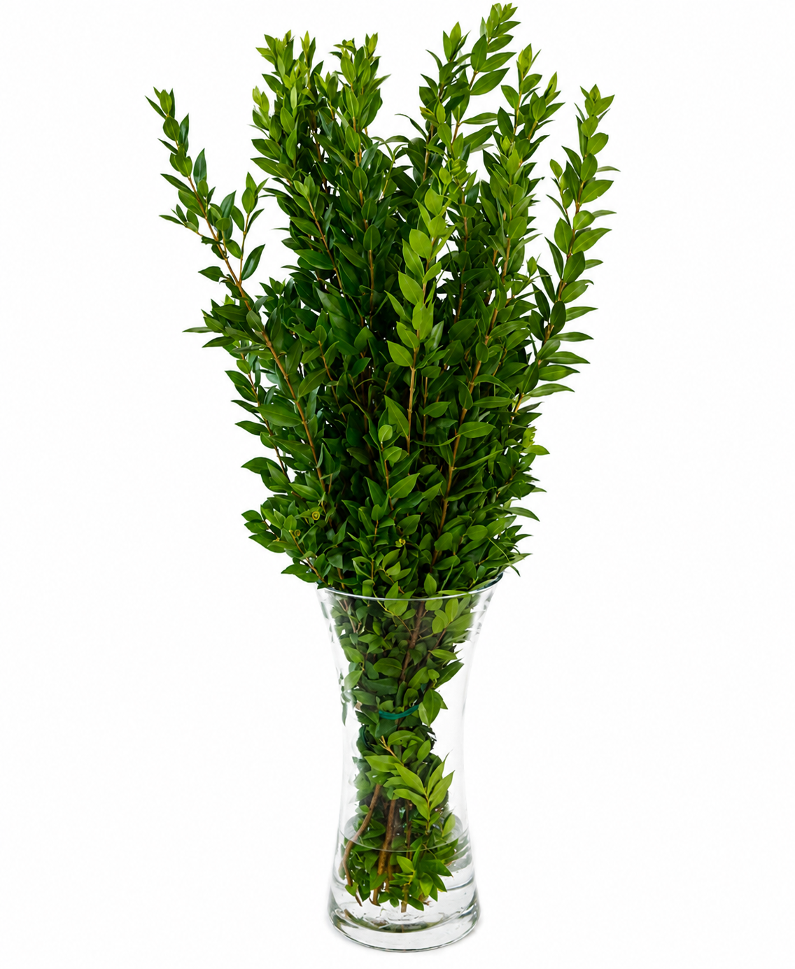 Bunch of myrtle foliage stems in a glass vase