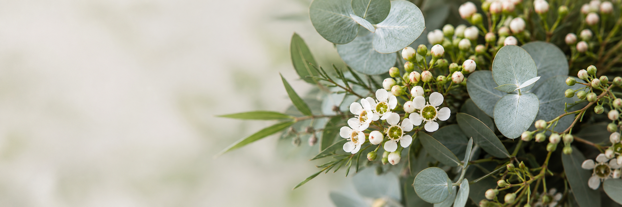 Close-up of silver dollar eucalyptus foliage and white waxflower blossoms grown at R/A Growers